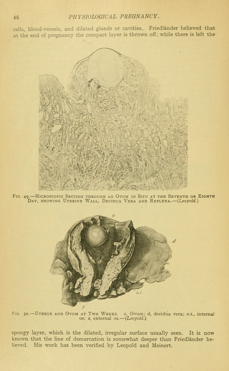 cells, blood-vessels, and dilated glands or cavities.. Friedlander believed that at the end of pregnancy the compact layer is thrown off; while there is left the / '..'^Si^ V5:>;/T(V Cih:: ■ y^'^.'-z'r-^-^--^M^^^. Fig. 49.—Microscopic Section through an Ovum in Situ at the Seventh or Eighth Day, showing Uterine Wall, Decidua Vera and Reflexa.—(Leopold.) Fig 50.—Uterus and Ovu.m at Two Weeks, o, Ovum; d, decidua vera; o.i., internal os; 5, external os.—(Leopold.) spongy layer, which is the dilated, irregular surface usually seen. It is now known that the line of demarcation is somewhat deeper than Friedlander be- lieved. His work has been verified by Leopold and Meinert.