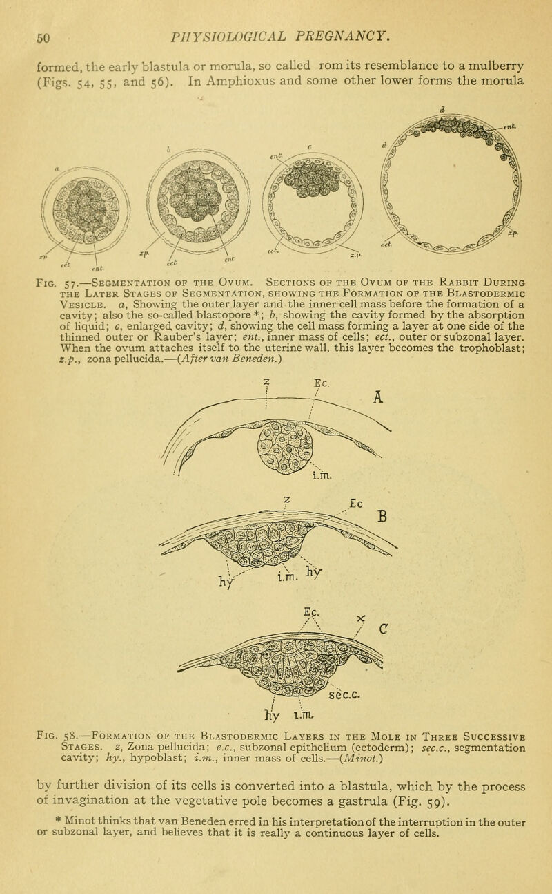 formed, the early blastula or morula, so called rom its resemblance to a mulberry (Figs. 54, 55, and 56). In Amphioxus and some other lower forms the morula Fig. 57.—Segmentation of the Ovum. Sections of the Ovum of the Rabbit During THE Later Stages of Segmentation, showing the Formation of the Blastodermic Vesicle, a, Showing the outer layer and the inner cell mass before the formation of a cavity; also the so-called blastopore *; b, showing the cavity formed by the absorption of liquid; c, enlarged cavity; d, showing the cell mass forming a layer at one side of the thinned outer or Rauber's layer; ent., inner mass of cells; ect., outer or subzonal layer. When the ovum attaches itself to the uterine wall, this laj^er becomes the trophoblast; z.p., zona pellucida.—{After van Beneden.) sec.c- Ky l.TTL Fig. 58.—Formation of the Blastodermic Layers in the Mole in Three Successive Stages, z, Zona pellucida; ex., subzonal epithelium (ectoderm); sec.c, segmentation cavity; hy., hypoblast; i.m., inner mass of cells.—(Minot.) by further division of its cells is converted into a blastula, which by the process of invagination at the vegetative pole becomes a gastrula (Fig. 59). * Minot thinks that van Beneden erred in his interpretation of the interruption in the outer or subzonal layer, and believes that it is really a continuous layer of cells.