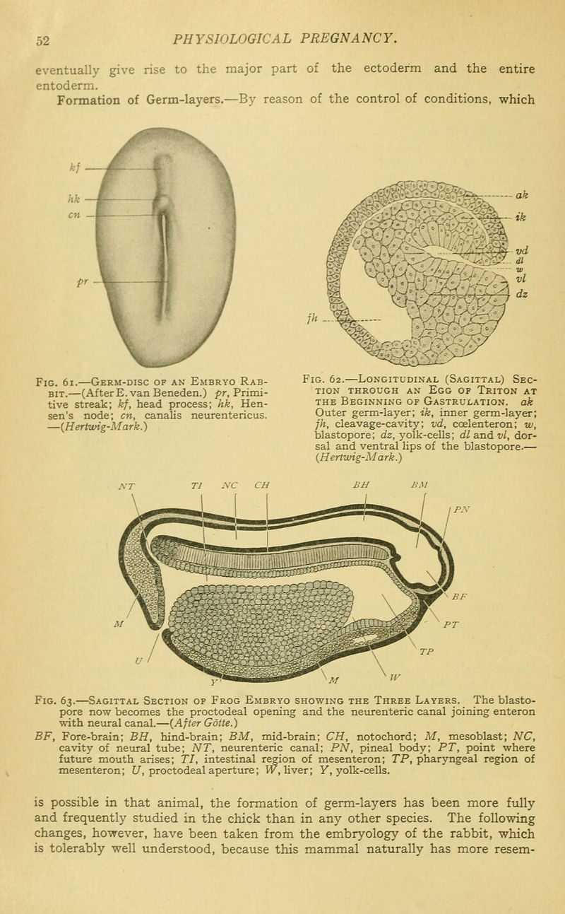 eventually give rise to the major part of the ectoderm and the entire entoderm. Formation of Germ-layers.—By reason of the control of conditions, which Fig. 6i.—Germ-disc of an Embryo Rab- bit.—(After E. van Beneden.) pr, Primi- tive streak; kf, head process; hk, Hen- sen's node; en, canalis neurentericus. —{Hertwig-Mark.) fh Fig. 62.—Longitudinal (Sagittal) Sec- tion THROUGH AN EgG OF TriTON AT THE Beginning of Gastrulation. ak Outer germ-layer; ik, inner germ-layer; jh, cleavage-cavity; vd, coelenteron; w, blastopore; ci2, yolk-cells; dl and vl, dor- sal and ventral lips of the blastopore.— {Hertwig-Mark.) JVC CH BH L'M PJV \.5i=- Fig. 63.—Sagittal Section of Frog Embryo showing the Three Layers. The blasto- pore now becomes the proctodeal opening and the neurenteric canal joining enteron with neural canal.—{After Gotte.) BF, Fore-brain; BH, hind-brain; BM, mid-brain; CH, notochord; M, mesoblast; NC, cavity of neural tube; NT, neurenteric canal; PN, pineal body; PT, point where future mouth arises; TI, intestinal region of mesenteron; TP, pharyngeal region of mesenteron; J/, proctodeal aperture; VK, liver; Y, yolk-cells. is possible in that animal, the formation of germ-layers has been more fully and frequently studied in the chick than in any other species. The following changes, however, have been taken from the embryology of the rabbit, which is tolerably well understood, because this mammal naturally has more resem-