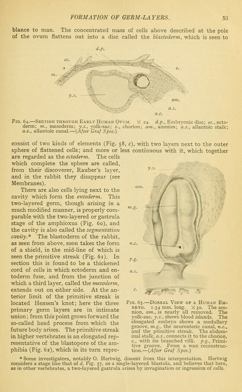 blance to man. The concentrated mass of cells above described at the pole of the ovum flattens out into a disc called the blastoderm, which is seen to y.s. a.s. I.e. Fig. 64.—Section THROUGH Early Human Ovum. X 24. c?.^., Embryonic disc; e(;., ecto- derm; m., mesoderm; y.s., yolk-sac; c, chorion; ,am., amnion; a.s., allantoic stalk; a.c, allantoic canal.—{After Graf Spee.) consist of two kinds of elements (Fig. 58, c), with two layers next to the outer sphere of flattened cells; and more or less continuous with it, which together are regarded as the ectoderm. The cells which complete the sphere are called, from their discoverer, Rauber's layer, and in the rabbit they disappear (see Membranes). There are also cells lying next to the cavity which form the entoderm,. This two-layered germ, though arising in a much modified manner, is properly com- parable with the two-layered or gastrula stage of the amphioxus (Fig. 60), and the cavity is also called the segm-entation cavity.* The blastoderm of the rabbit, as seen from above, soon takes the form of a shield, in the mid-line of which is seen the primitive streak (Fig. 61). In section this is found to be a thickened cord of cells in which ectoderm and en- toderm fuse, and from the junction of which a third layer, called the mesoderm, m.g. P-g- ■^' J^lpf^-^ _P'*.s^ extends out on either side. At the an- terior limit of the primitive streak is located Hensen's knot; here the three primary germ layers are in intimate union; from this point grows forward the so-called head process from which the future body arises. The primitive streak in higher vertebrates is an elongated rep- resentative of the blastopore of the am- phibia (Fig. 62), which in its turn repre- * Some investigators, notably O. Hertwig, dissent from this interpretation. Hertwig considers a stage like that of d, Fig. 57, as a single-layered blastula, and believes that here, as in other vertebrates, a two-layered gastrula arises by invagination or ingression of cells. Fig. 65.—Dorsal View of a Human Em- bryo. 1.54 mm. long. X30. The am- nion, am., is nearly all removed. The yolk-sac, y.s., shows blood islands. The elongated embryo shows a medullary groove, m.g., the neurenteric canal, n.c, and the primitive streak. The abdom- inal stalk, a.5., connects it to the chorion, c, with its branched villi, p.g.. Primi- tive groove. From a wax reconstruc- tion.—{After Graf Spee.)