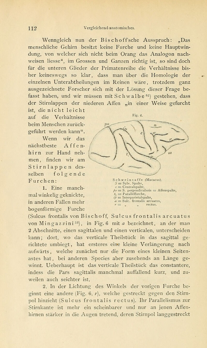 Wenngleich nun der Bischoffsche Ausspruch: „Das menschliche Gehirn besitzt keine Furche und keine Hauptwin- dung, von welcher sich nicht beim Orang das Analogon nach- weisen liesse, im Grossen und Ganzen richtig ist, so sind doch für die unteren Glieder der Primatenreihe die Verhältnisse bis- her keineswegs so klar, dass man über die Homologie der einzelnen Unterabtheilungen im Reinen wäre, trotzdem ganz ausgezeichnete Forscher sich mit der Lösung dieser Frage be- fasst haben, und wir müssen mit Seh walbe 62) gestehen, dass der Stirnlappen der niederen Affen „in einer Weise gefurcht ist, die nicht leicht auf die Verhältnisse beim Menschen zurück- geführt werden kann. Wenn wir das nächstbeste Affen- hirn zur Hand neh- men, finden wir am Stirnlappen des- selben folgende Furchen: 1. Eine manch- mal winkelig geknickte, in anderen Fällen mehr bogenförmige Furche (Sulcus frontalis von Bischoff, Sulcus frontalis arcuatus vonMingazzini33), in Fig. 6 mit a bezeichnet, an der man 2 Abschnitte, einen sagittalen und einen verticalen, unterscheiden kann; dort, wo das verticale Theilstück in das sagittal ge- richtete umbiegt, hat ersteres eine kleine Verlängerung nach aufwärts, welche zunächst nur die Form eines kleinen Seiten- astes hat, bei anderen Species aber zusehends an Länge ge- winnt. Ueberhaupt ist das verticale Theilstück das constantere, indess die Pars sagittalis manchmal auffallend kurz, und zu- weilen auch seichter ist. 2. In der Lichtung des Winkels der vorigen Furche be- ginnt eine andere (Fig. 6, ;-), welche gestreckt gegen den Stirn- pol hinzieht (Sulcus frontalis rectus). Ihr Parallelismus zur Stirnkante ist mehr ein scheinbarer und nur an jenen Affen- hirnen stärker in die Augen tretend, deren Stirnpol langgestreckt Schweins äffe (Macacus) 5 = Sylv. Spalte, c = Centralspalte. po = S. perpendicularis rt = Parallelfurche, ip = Interparietalspalte, a = Sulc. frontal' Affenspalte,