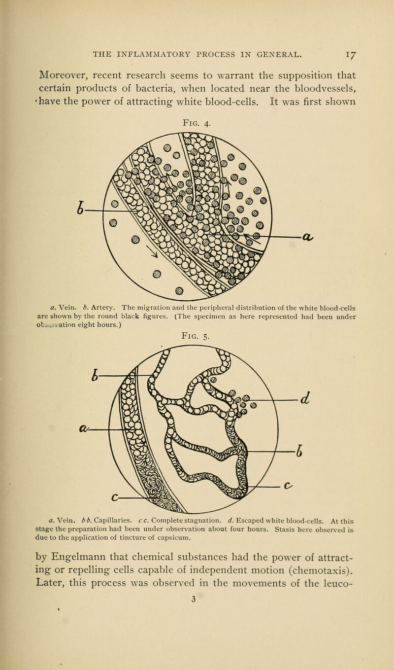 Moreover, recent research seems to warrant the supposition that certain products of bacteria, when located near the bloodvessels, 'have the power of attracting white blood-cells. It was first shown Fig. 4. a. Vein. b. Artery. The migration and the peripheral distribution of the white blood-cells are shown by the round black figures. (The specimen as here represented had been under oti,<,vation eight hours.) Fig. s. a. Vein. 6 d. Capillaries, cc. Complete stagnation, rf. Escaped white blood-cells. At this- stage the preparation had been under observation about four hours. Stasis here obser\-ed i& due to the application of tincture of capsicum. by Engelmann that chemical substances had the power of attract- ing or repelling cells capable of independent motion (chemotaxis). Later, this process was observed in the movements of the leuco- 3