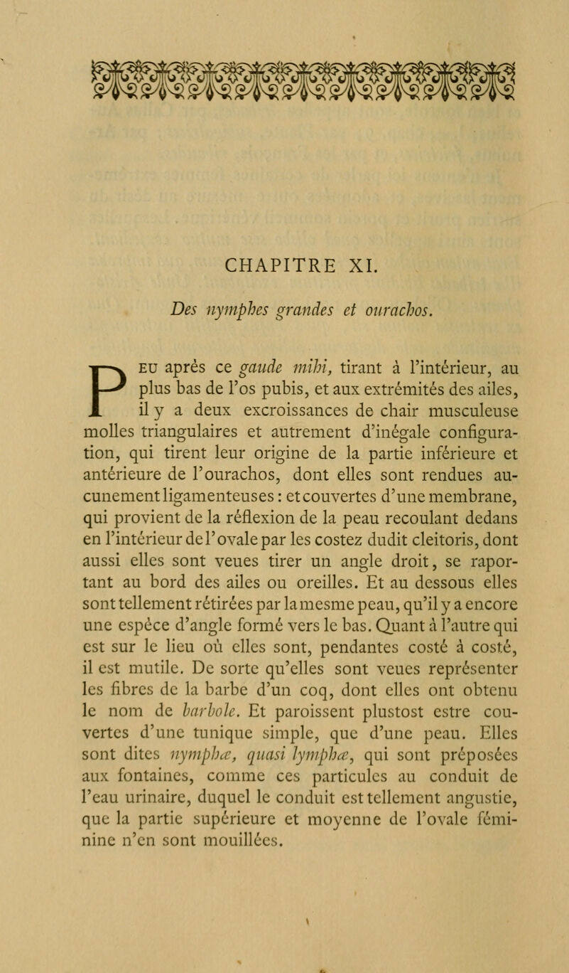 Des nymphes grandes et ourachos. PEU après ce gaude mihi, tirant à l'intérieur, au plus bas de l'os pubis, et aux extrémités des ailes, il y a deux excroissances de chair musculeuse molles triangulaires et autrement d'inégale configura- tion, qui tirent leur origine de la partie inférieure et antérieure de l'ourachos, dont elles sont rendues au- cunement ligamenteuses : et couvertes d'une membrane, qui provient de la réflexion de la peau recoulant dedans en l'intérieur de l'ovale par les costez dudit cleitoris, dont aussi elles sont veues tirer un angle droit, se rapor- tant au bord des ailes ou oreilles. Et au dessous elles sont tellement rétirées par lamesme peau, qu'il y a encore une espèce d'angle formé vers le bas. Quant à l'autre qui est sur le lieu où elles sont, pendantes costé à costé, il est mutile. De sorte qu'elles sont veucs représenter les fibres de la barbe d'un coq, dont elles ont obtenu le nom de harhole. Et paroissent plustost cstre cou- vertes d'une tunique simple, que d'une peau. Elles sont dites nymphcc, quasi lymphcc, qui sont préposées aux fontaines, comme ces particules au conduit de l'eau urinaire, duquel le conduit est tellement angustie, que la partie supérieure et moyenne de l'ovale fémi- nine n'en sont mouillées.