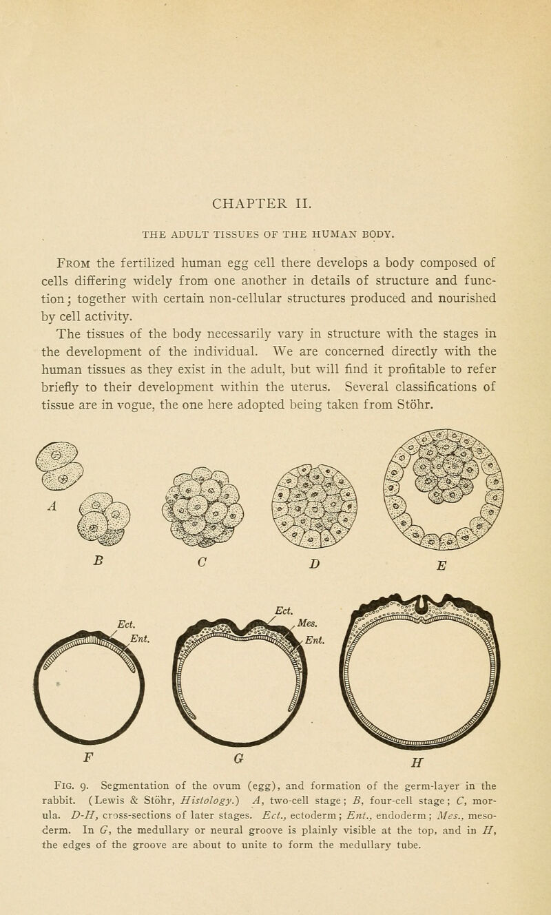 THE ADULT TISSUES OF THE HUMAN BODY. From the fertilized human egg cell there develops a body composed of cells differing widely from one another in details of structure and func- tion ; together with certain non-cellular structures produced and nourished by cell activity. The tissues of the body necessarily vary in structure with the stages in the development of the individual. We are concerned directly with the human tissues as they exist in the adult, but will find it profitable to refer briefly to their development within the uterus. Several classifications of tissue are in vogue, the one here adopted being taken from Stohr. Fig. 9. Segmentation of the ovum (egg), and formation of the germ-layer in the rabbit. (Lewis & Stohr, Histology.) A, two-cell stage; B, four-cell stage; C, mor- ula. D-H, cross-sections of later stages. Ect., ectoderm; Ent., endoderm; Ales., meso- derm. In G, the medullary or neural groove is plainly visible at the top, and in H, the edges of the groove are about to unite to form the medullary tube.