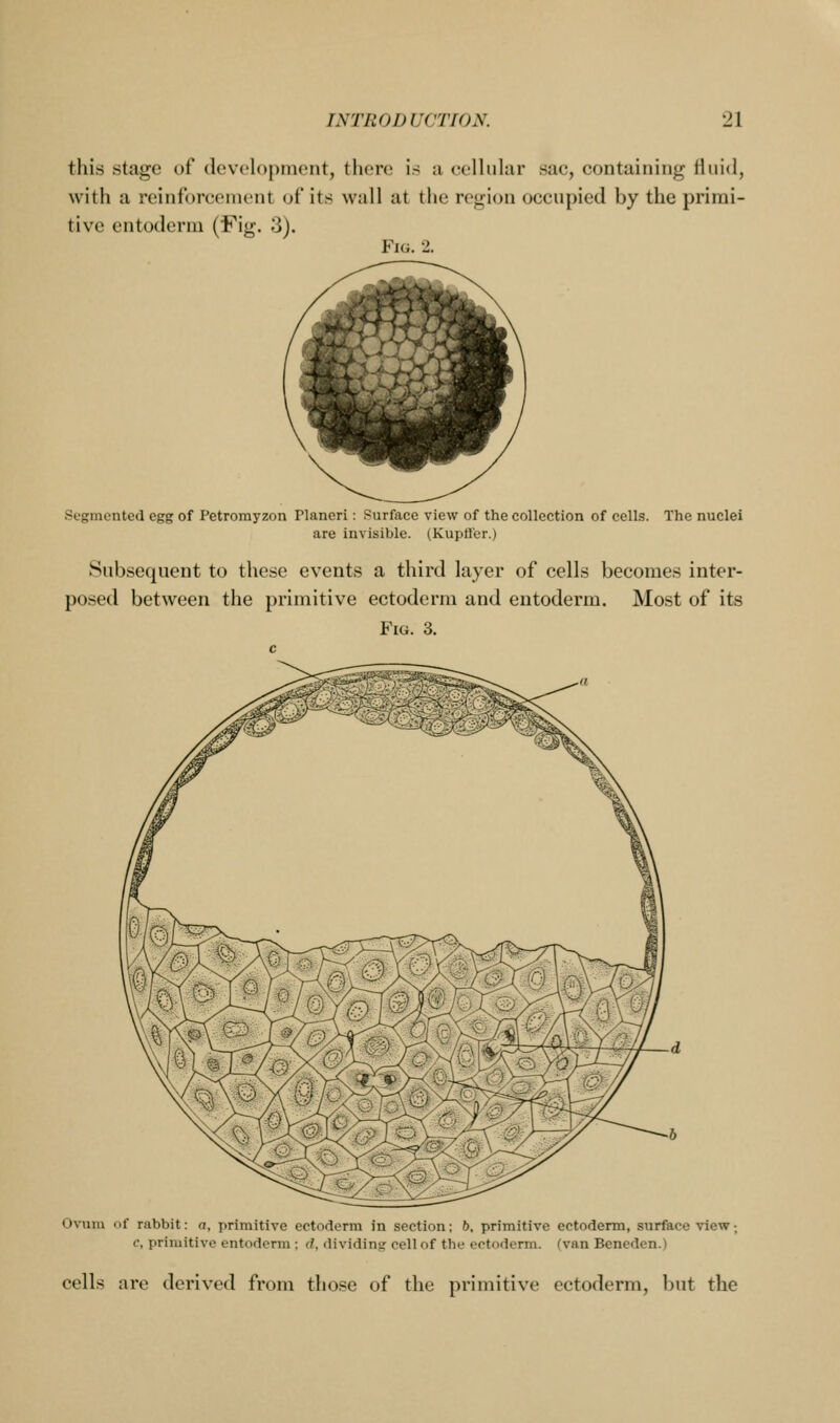 this stage of dovt'lopmcMit, there is a eelhilar sac, containing tiiiid, witli a reinforcement of its wall at the region occupied by the primi- tive entoderm (Fig. 3). Vu;. 2. Segmented egg of Petromyzon Planeri: Surface view of the collection of cells. The nuclei are invisible. (Kupflfer.) Subsequent to these events a third layer of cells becomes inter- posed between the primitive ectoderm and entoderm. Most of its Fig. 3. Ovum of rabbit: a, primitive ectoderm in section; 6, primitive ectoderm, surface view; c, primitive entoderm ; d, dividing cell of the ectoderm, (van Beneden.) cell s are derived from tlio.«e of the primitive ectoderm, but the