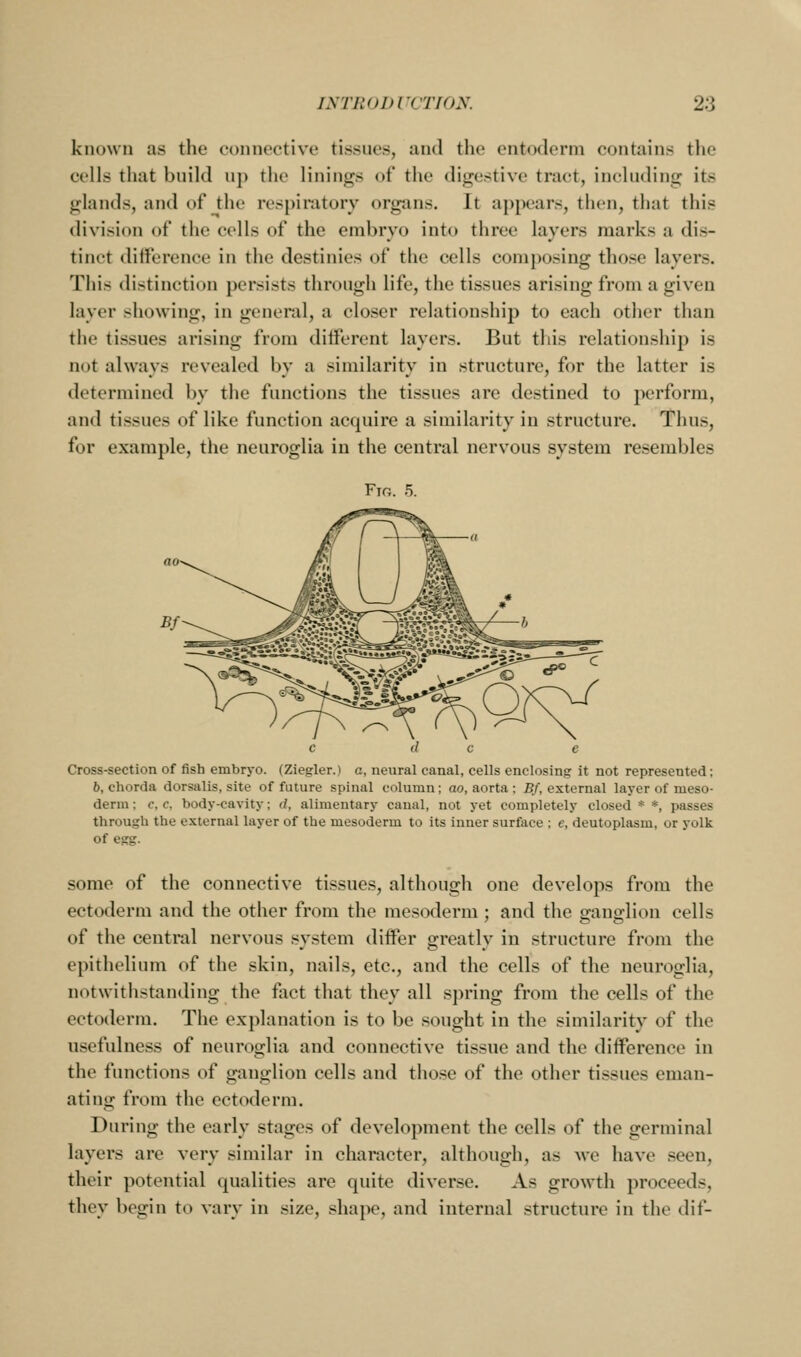 known as the connective tissues, and the entoderm contains the cells that build up the linings of the digestive tract, including its glands, and of the respiratory organs. It appears, then, that this division of the cells of the embryo into three layers marks a dis- tinct difference in the destinies of the cells composing those layers. This distinction persists through life, the tissues arising from a given layer showing, in general, a closer relationship to each other than the tissues arising from different layers. But this relationship is not always revealed by a similarity in structure, for the latter is determined by the functions the tissues are destined to perform, and tissues of like function acquire a similarity in structure. Thus, for example, the neuroglia in the central nervous system resembles Fio. 5. Cross-section of fish embryo. (Ziegler.) a, neural canal, cells enclosing it not represented: 6, chorda dorsalis, site of future spinal column; ao, aorta : Bf, external layer of meso- derm ; c, c, body-cavity; </, alimentary canal, not yet completely closed * *, passes through the external layer of the mesoderm to its inner surface ; e, deutoplasm, or yolk of egg. some of the connective tissues, although one develops from the ectoderm and the other from the mesoderm ; and the orano-lion cells of the central nervous system differ greatly in structure from the epithelium of the skin, nails, etc., and the cells of the neuroglia, notwithstanding the fact that they all spring from the cells of the ectoderm. The explanation is to be sought in the similarity of the usefulness of neuroglia and connective tissue and the difference in the functions of ganglion cells and those of the other tissues eman- ating from the ectoderm. During the early stages of development the cells of the germinal layers are very similar in character, although, as m'c have seen, their potential qualities are quite diverse. As growth proceeds, they begin to vary in size, shape, and internal structure in the dif-