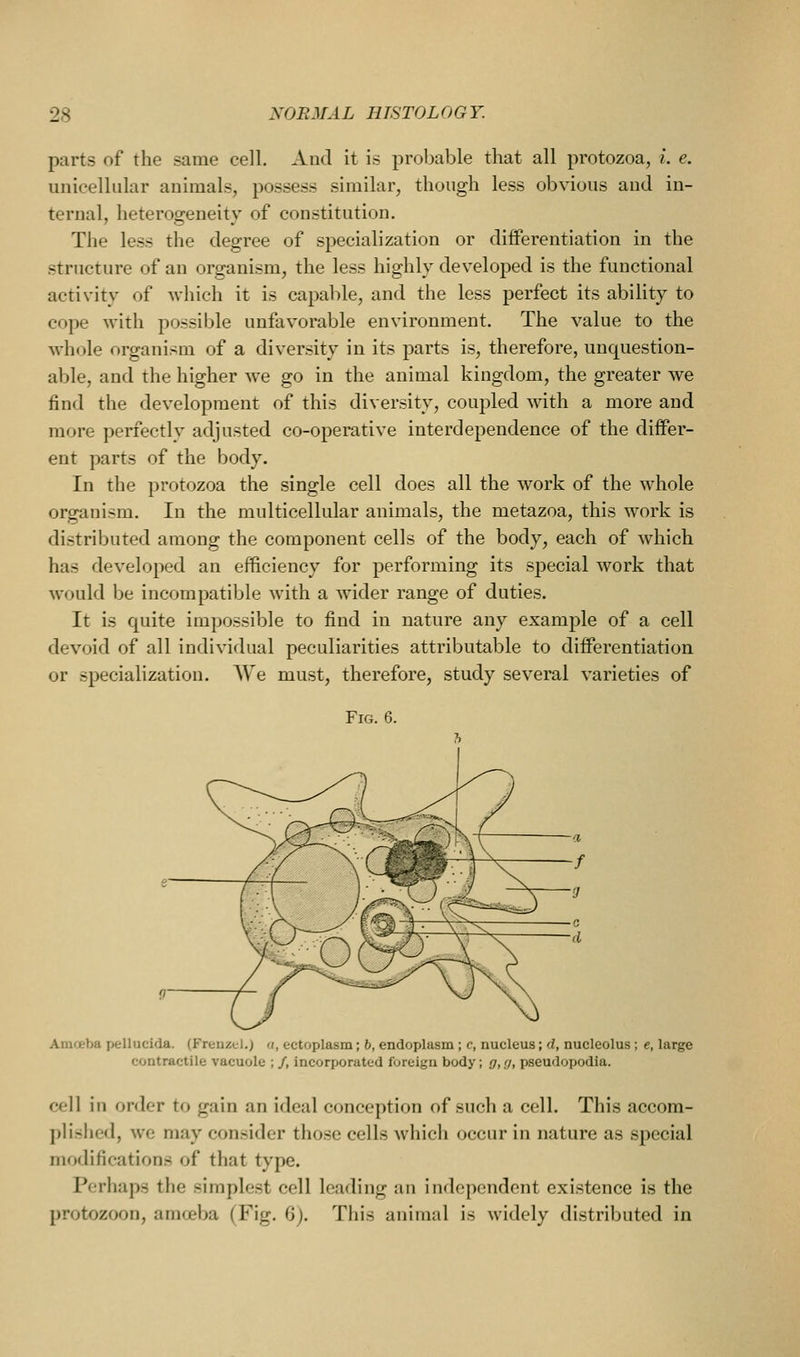 parts of the same cell. And it is probable that all protozoa, ^. e. unicellular animals, possess similar, though less obvious and in- ternal, heterogeneity of constitution. The less the degree of specialization or differentiation in the structure of an organism, the less highly developed is the functional activity of which it is capable, and the less perfect its ability to cope with possible unfavorable environment. The value to the whole organism of a diversity in its parts is, therefore, unquestion- able, and the higher we go in the animal kingdom, the greater we find the development of this diversity, coupled with a more and more perfectly adjusted co-operative interdependence of the differ- ent parts of the body. In the protozoa the single cell does all the work of the whole organism. In the multicellular animals, the metazoa, this work is distributed among the component cells of the body, each of which has developed an efficiency for performing its special work that would be incompatible with a wider range of duties. It is quite impossible to find in nature any example of a cell devoid of all individual peculiarities attributable to differentiation or specialization. We must, therefore, study several varieties of Fig. 6. Amceba pellucida. (Frenzcl.) a, ectoplasm; b, endoplasm; c, nucleus; d, nucleolus; e, large contractile vacuole ; /, incorporated foreign body; g, g, pseudopodia. cell in order to gain an ideal conception of such a cell. This accom- plished, we may consider those cells Avhich occur in nature as special modifications of that type. Perhaps the simplest cell leading an independent existence is the protozoon, amoeba (Fig. 6). This animal is widely distributed in