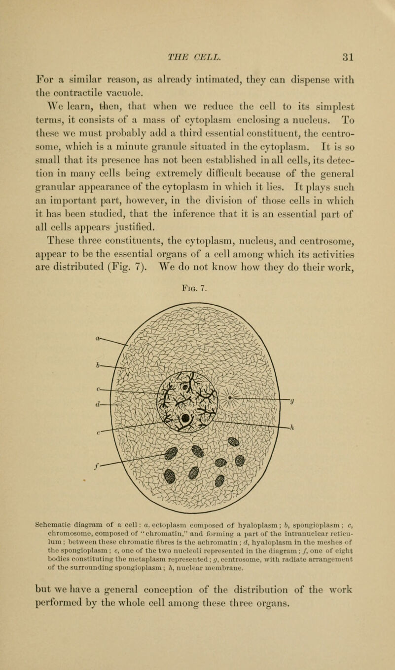 For a similar reason, as already intimated, they can dispense with the contractile vacuole. We learn, t-lien, that when we reduce the cell to its simplest terms, it consists of a mass of cyto[)lasm enclosing a nncleus. To these we must probably add a third essential constituent, the centre- some, which is a minute granule situated in the cytoplasm. It is so small that its presence has not been established in all cells, its detec- tion in many cells being extremely difficult because of the general granular appearance of the cytoplasm in which it lies. It plays such an important part, however, in the division of those cells in which it has been studied, that the inference that it is an essential part of all cells appears justitied. These three constituents, the cytoplasm, nucleus, and centrosome, appear to be the essential organs of a cell among which its activities are distributed (Fig. 7). We do not know how they do their work. Fig. 7. Schematic diagram of a cell: a. ectoplasm composed of hyaloplasm; b, spongioplasm; c, chromosome, composed of chromatin, and forming a part of the intranuclear reticu- lum ; between these chromatic tilires is tiie achromatin ; d. hyaloplasm in the meshes of the spongioplasm ; e, one of the two nucleoli represented in the diagram ; /, one of eight bodies constituting the metaplasm represented; <;, centrosome, with radiate arrangement of the surrounding spongioplasm; h, nuclear membrane. but we have a general conception of the distribution of the work performed by the whole cell among these three organs.