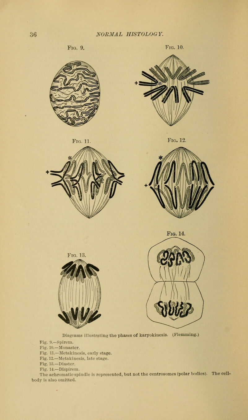 Fig. 9. Fig. 10. Fig.11. Fig. 12. Fig. 14. Fig. 1.3. Diagrams illustrating the phases of karyokiuesis. (Flemming.) Fig. 9.—Spirem. Fig. 10.—Monaster. Fig. 11.—Metakinc'sis, early stage. Fig. 12.—Metakinesis, Inte stage. Fig. 13.—Diastcr. Fig. 14.—Dispirem. The achromatic spindle is represented, but not the centrosomes (polar bodies). The cell- body is also omitted.