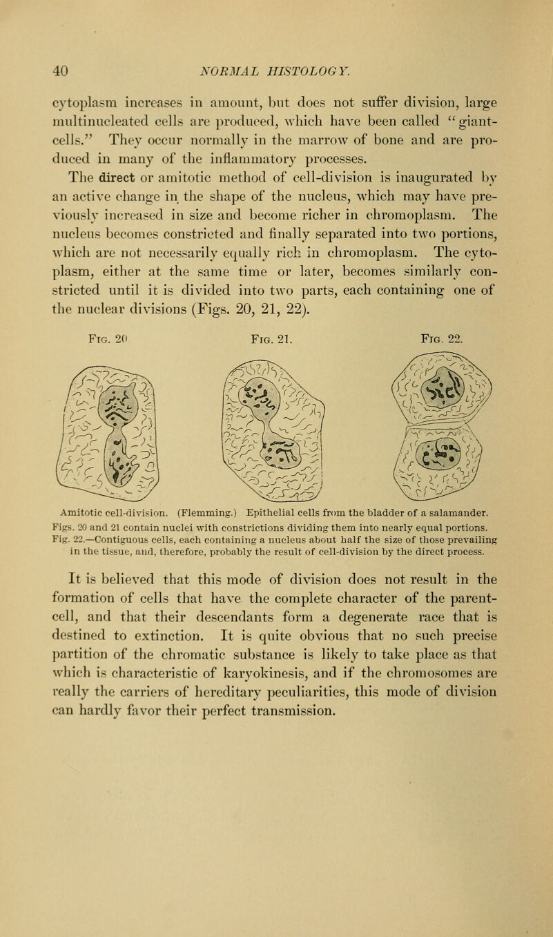 cytoplasm increases in amount, l)ut does not suffer division, large multinucleated cells are produced, Avhich have been called  giant- cells. They occur normally in the marrow of bone and are pro- duced in many of the inflammatory processes. The direct or amitotic method of cell-division is inaugurated by an active change in the shape of the nucleus, which may have pre- viously increased in size and become richer in chromoplasm. The nucleus becomes constricted and finally separated into two portions, which are not necessarily equally rich in chromoplasm. The cyto- plasm, either at the same time or later, becomes similarly con- stricted until it is divided into two parts, each containing one of the nuclear divisions (Figs. 20, 21, 22). Fto. 2(1 Fig. 21. Fig. 22. Amitotic cell-division. (Flemming.) Epithelial cells from the bladder of a salamander. Figs. 20 and 21 contain nuclei with constrictions dividing them into nearly equal portions. Fig. 22.—Contiguous cells, each containing a nucleus about half the size of those prevailing in the tissue, and, therefore, probably the result of cell-division by the direct process. It is believed that this mode of division does not result in the formation of cells that have the complete character of the parent- cell, and that their descendants form a degenerate race that is destined to extinction. It is quite obvious that no such precise partition of the chromatic substance is likely to take place as that which is characteristic of karyokinesis, and if the chromosomes are really the carriers of hereditary peculiarities, this mode of division can hardly favor their perfect transmission.