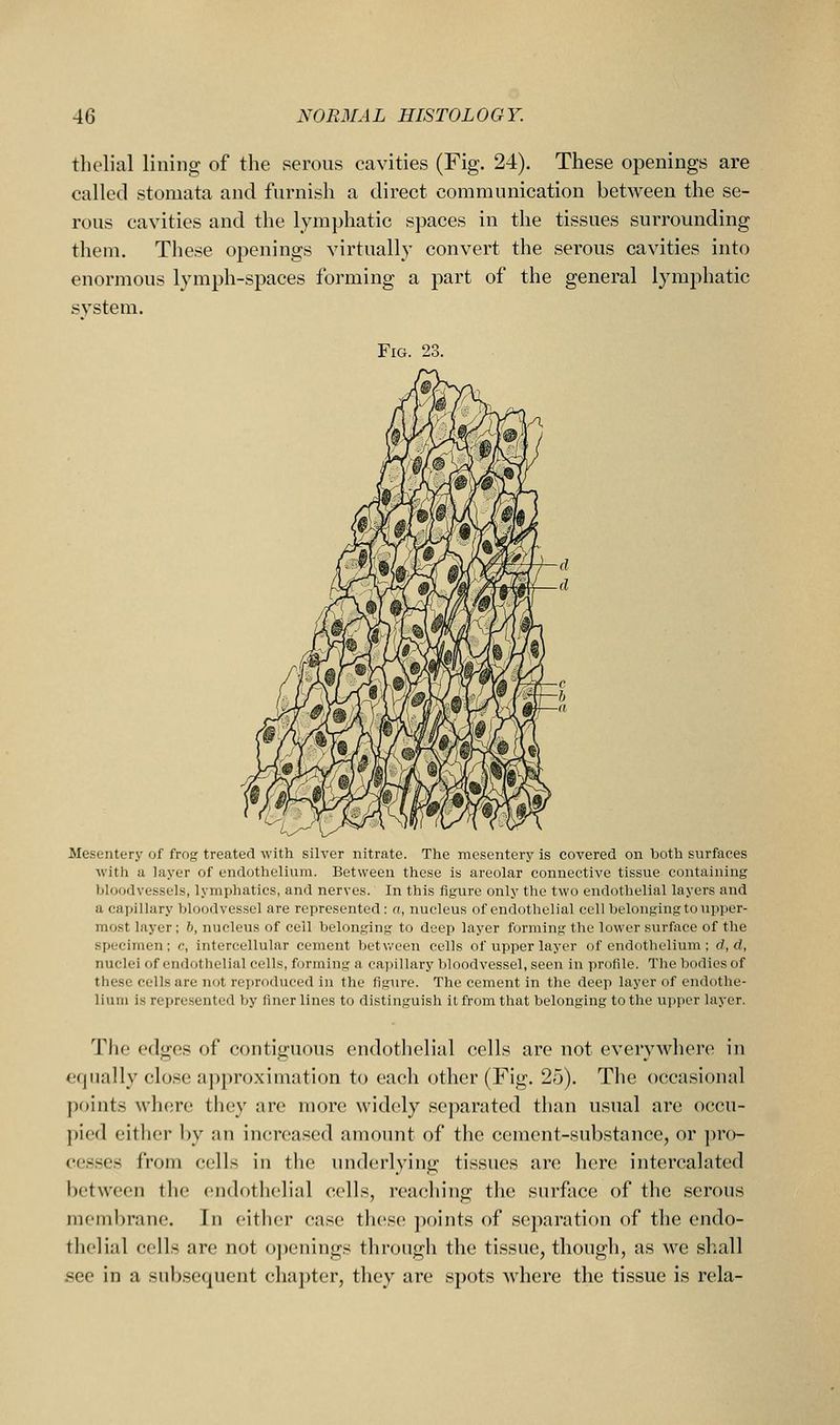 thclial lining; of the serous cavities (Fig. 24). These openings are called stomata and furnish a direct communication between the se- rous cavities and the lymphatic spaces in the tissues surrounding them. These openings virtually convert the serous cavities into enormous lymph-spaces forming a part of the general lymphatic system. Fig. 23. Mesentery of frog treated with silver nitrate. The mesentery is covered on both surfaces with a layer of endothelium. Between these is areolar connective tissue containing bloodvessels, lymphatics, and nerves. In this figure only the two endothelial layers and a capillary bloodvessel are represented: o, nucleus of endothelial cell belonging to upper- most layer; b, nucleus of cell belonging to deep layer forming the lower surface of the specimen; c, intercellular cement between cells of upper layer of endothelium ; d, d, nuclei f)f endothelial cells, forming a capillary bloodvessel, seen in profile. The bodies of these cells are not reproduced in the figure. The cement in the deep layer of endothe- lium is represented by finer linos to distinguish it from that belonging to the upper layer. The edges of contiguous endothelial cells are not everywhere in equally clo.se approximation to each other (Fig. 25). The occasional points whore they are more widely separated than usual are occu- pied either by an increased amount of the cement-substance, or pro- cesses from cells in the underlying tissues are here intercalated between the endothelial cells, reaching the surface of the serous membrane. In cither case th(!S(; points of separation of the endo- thcliiil cells are not o])enings through the tissue, though, as we shall see in a subsequent chapter, they are spots where the tissue is rela-