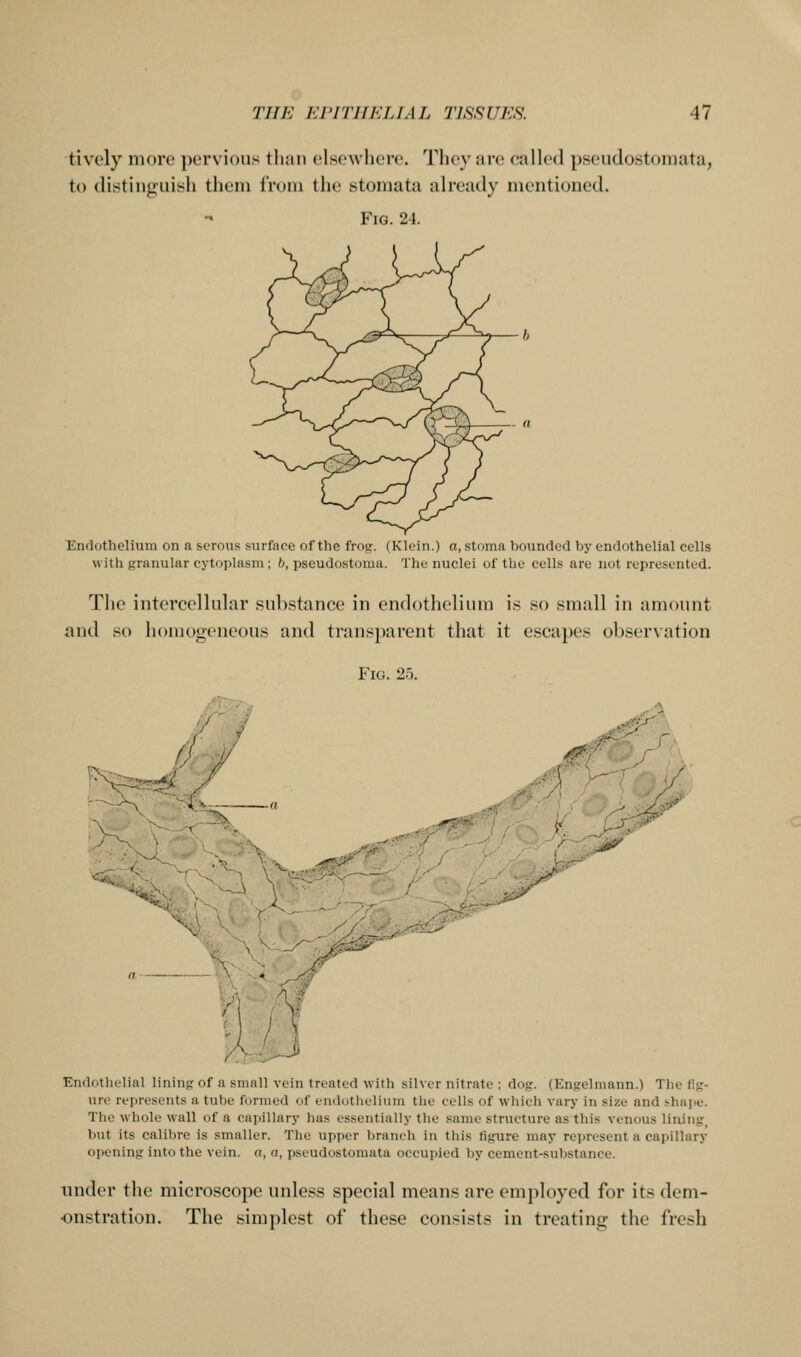 tively more ])crvioiis tlian clsowhcro. Thoy arc callod pseudostomata, to distingLiii^h them from the stomata already mentioned. -« ViQ. 24. Endothelium on a serous surface of the frog. (Klein.) a, stoma bounded by endothelial cells with granular cytoplasm; 6, pseudostoma. The nuclei of the cells are not represented. The intercellular substance in endothelium is so small in amount and so homogeneous and transparent that it escapes observation Fig. 25. 0' 1- '^ Enilotlu-Iial lining: of a small vein treated with silver nitrate ; dn<:. (Enselmann.) The lif?- ure rei)resents a tube formed of endothelium the cells of which vary in size and thape. The whole wall of a capillary has essentially the same structure as this venous lining but its calibre is smaller. The upper branch in this figure may represent a capillary opening into the vein, a, a, pseudostomata occupied by cement-substance. under the microscope unless special means are employed for its dem- onstration. The simplest of these consists in treating the fresh