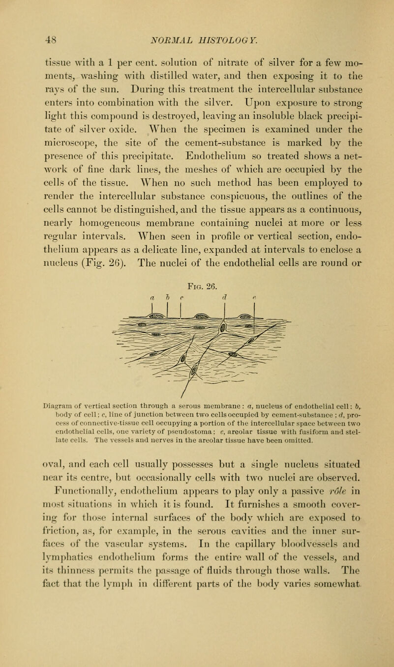 tissue with a 1 per cent, solution of nitrate of silver for a few mo- ments, washing with distilled water, and then exposing it to the rays of the sun. During this treatment the intercellular substance enters into combination with the silver. Upon exposure to strong light this compound is destroyed, leaving an insoluble black precipi- tate of silver oxide. When the specimen is examined under the microscope, the site of the cement-substance is marked by the presence of this precipitate. Endothelium so treated shows a net- work of fine dark lines, the meshes of which are occupied by the cells of the tissue. When no such method has been employed to render the intercellular substance conspicuous, the outlines of the cells cannot be distinguished, and the tissue appears as a continuous, nearly homogeneous membrane containing nuclei at more or less regular intervals. When seen in profile or vertical section, endo- thelium appears as a delicate line, expanded at intervals to enclose a nucleus (Fig. 26). The nuclei of the endothelial cells are round or Fig. 26. Diagram of vertical section through a serous membrane : a, nucleus of endothelial cell: b^ body of cell; c, line of junction between two cells occupied by cement-substance ; d, pro- cess of connective-tissue cell occupying a portion of the intercellular space between two endothelial cells, one variety of pseudostoma; e, areolar tissue with fusiform and stel- late cells. The vessels and nerves in the areolar tissue have been omitted. oval, and each cell usually possesses but a single nucleus situated near its centre, but occasionally cells with two nuclei are observed. Functionally, endothelium appears to play only a passive role in most situations in which it is found. It furni.shes a smooth cover- ing for tho.se internal surfaces of the body which are exposed to friction, as, for example, in the serous cavities and the inner sur- faces of the vascular systems. In the capillary bloodvessels and lymphatics endothelium forms the entire wall of the vessels, and its thinness permits th(> passage of Huids through those walls. The fact that the lymj)h in dilfcrent parts of the l)ody varies somewhat.