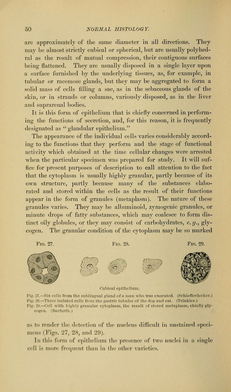are approximately of the same diameter in all directions. They may be almost strictly cnbical or spherical, but are usually polyhed- ral as the result of mutual compression, their contiguous surfaces being flattened. They are usually disposed in a single layer upon a surface furnished by the underlying tissues, as, for example, in tubular or racemose glands, but they may be aggregated to form a solid mass of cells filling a sac, as in the sebaceous glands of the skin, or in strands or columns, variously disposed, as in the liver and suprarenal bodies. It is this form of epithelium that is chiefly concerned in perform- ing the functions of secretion, and, for this reason, it is frequently designated as glandular epithelium. The appearance of the individual cells varies considerably accord- ing to the functions that they perform and the stage of functional activity which obtained at the time cellular changes were arrested when the particular specimen was prepared for study. It will suf- fice for present purposes of description to call attention to the fact that the cytoplasm is usually highly granular, partly because of its own structure, partly because many of the substances elabo- rated and stored within the cells as the result of their functions appear in the form of granules (metaplasm). The nature of these granules varies. They may be albuminoid, zymogenic granules, or minute drops of fatty substances, which may coalesce to form dis- tinct oily globules, or they may consist of carbohydrates, e. g., gly- cogen. The granular condition of the cytoplasm may be so marked Fia. 27. Fig. 28. Fm. 29. ':}■&-■ Cubical epithelium. Fig. 27.—Six cells from the sublingual gland of a man who was executed. (Schiofrcrflceker.) Fig. 28.—Three isolated cells from the gastric tubules of the dog and eat. (Trinklcr.) Fig. 29.—Cell with highly granular cytoplasm, the result of stored metaplasm, chiefly gly- cogen. (Barfurth.) as to render tiie detection of tiie nucleus difficult in unstained speci- mens (Figs. 27, 28, and 29). In this form of epithelium the presence of two nuclei in a single cell is more frequent than in tiie other varieties.