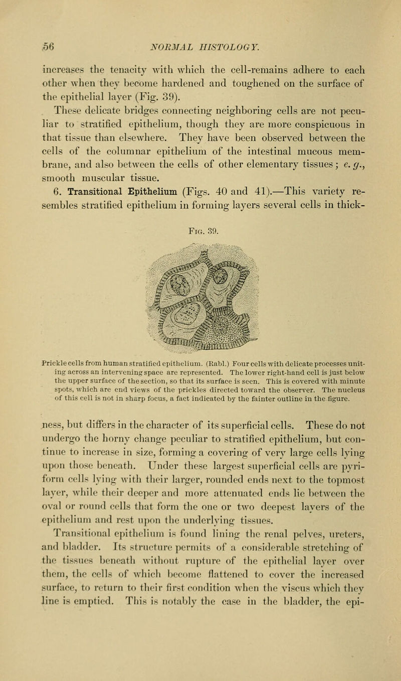 increases the tenacity M'ith which the cell-remains adhere to each other when they become hardened and toughened on the surface of the epithelial layer (Fig. 39). These delicate bridges connecting neighboring cells are not pecu- liar to stratified epithelium, though they are more conspicuous in that tissue than elsewhere. They have been observed between the cells of the columnar epithelium of the intestinal mucous mem- brane, and also between the cells of other elementary tissues; e. g., smooth muscular tissue. 6. Transitional Epithelium (Figs. 40 and 41).—This variety re- sembles stratified epithelium in forming layers several cells in thick- FiG. 39. =4 I f] ^ Prickle cells from human stratified epithelium. (Rabl.) Four cells with delicate processes unit- ing across an intervening space are represented. The lower right-hand cell is just below the upper surface of the section, so that its surface is seen. This is covered with minute spots, which are end views of the prickles directed toward the observer. The nucleus of this cell is not in sharp focus, a fact indicated by the fainter outline in the figure. ness, but differs in the character of its superficial cells. These do not undergo the horny change peculiar to stratified epithelium, but con- tinue to increase in size, forming a covering of very large cells lying upon those beneath. Under these largest superficial cells are pyri- form cells lying with their larger, rounded ends next to the topmost layer, while their deeper and more attenuated ends lie between the oval or round cells that form the one or two deepest layers of the epithelium and rest upon the underlying tissues. Transitional epithelium is found lining the renal pelves, ureters, and bladder. Its structure permits of a considerable stretching of the tissues beneath without rupture of the epithelial layer over them, the cells of which become flattened to cover the increased surface, to return to their first condition when the viscus which they Jine is emptied. This is notably the case in the bladder, the epi-
