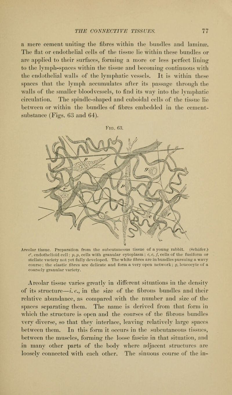 a mere cement uiiitin*; the fibres within the hundles and himinie. The Hat or endothelial cells of the tissne lie within these bundles or are applied to their surfaces, forming a more or less perfect lining to the lymph-spaces within the tissue and becoming continuous with the endothelial walls of the lymphatic vessels. It is within these spaces that the lymj)h accumulates after its passage through the walls of the smaller bloodvessels, to find its way into the lymphatic circulation. The sj)in(lle-sha[)ed and cuboidal cells of the tissue lie between or within the bundles of fibres embedded in the cement- substance (Figs. 6.') and 64). Fig. 63. Areolar tissue. Preparation from the suliciitaueoiis tissue of a youns rabl)it. iScliiifer.) c', cndotliclioid ceU : />, p, eells with prrauuhir eytoiilasm ; c, c, /, cells of the fusiform or stellate variety not yet fully developert. The white fibres are in bundles imrsuiufi a wavy course: the elastic fibres are delicate and form a very open network; ^^, leucocyte of a coarsely granular variety. Areolar tissue varies greatly in different situations in the density of its structure—i.e., in the size of the fibrous bundles and their relative abundance, as compared with the number and size of the sj)acos separating them. The name is derived from that form in which the structure is open and the courses of the fibrous bundles very diverse, so that they interlace, leaving relatively large spaces between them. In this form it occurs in the subcutaneous tissues, between the muscles, forming the loose fasciie in that situation, and in many other parts of the body where adjacent structures are looselv connected with each other. The sinuous course of the in-