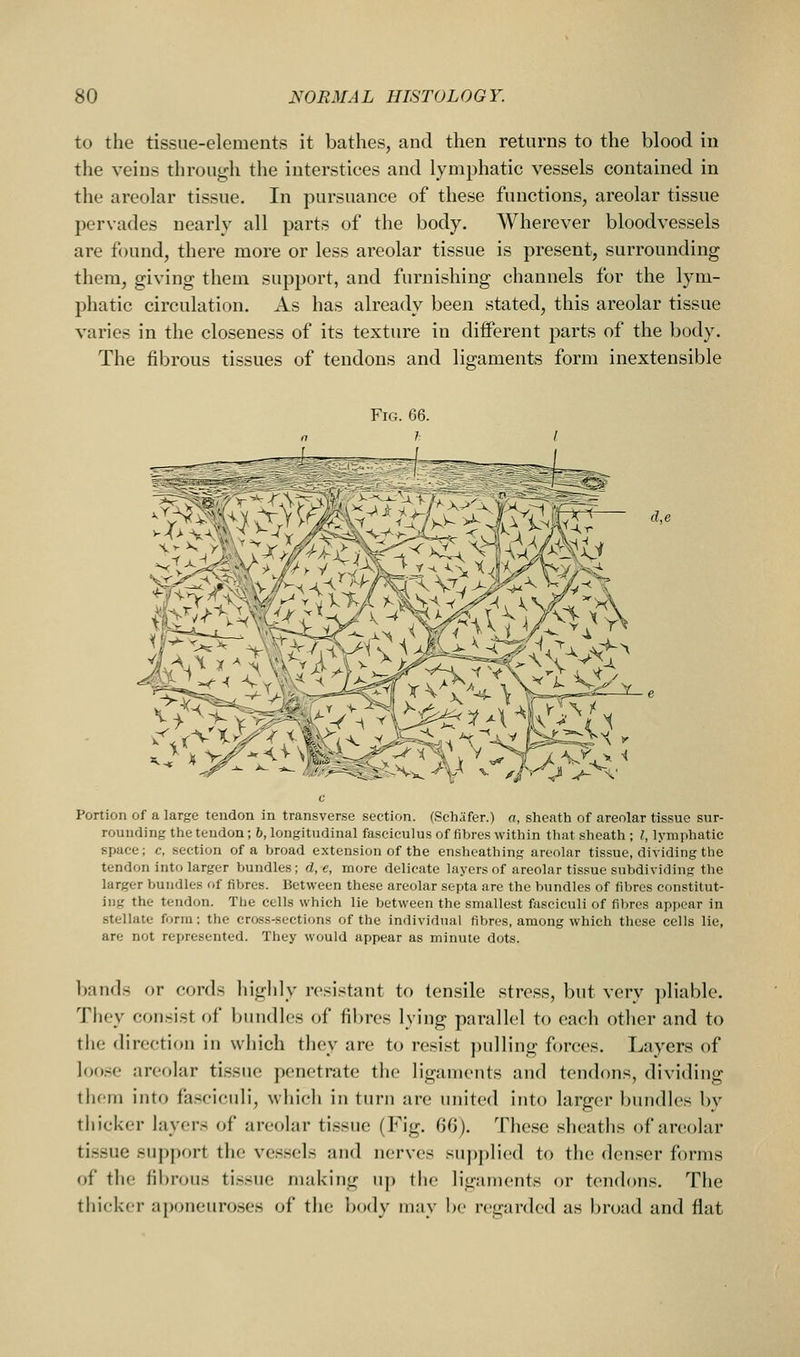 to the tissue-elements it bathes, and then returns to the blood in the veins through the interstices and lymphatic vessels contained in the areolar tissue. In pursuance of these functions, areolar tissue pervades nearly all parts of the body. Wherever bloodvessels are found, there more or less areolar tissue is present, surrounding them, giving them support, and furnishing channels for the lym- phatic circulation. As has already been stated, this areolar tissue varies in the closeness of its texture in different parts of the body. The fibrous tissues of tendons and ligaments form inextensible Fig. 66. ^m^}^'' Portion of a large tendon in transverse section. (Schafer.) a, sheath of areolar tissue sur- rounding the tendon; 6, longitudinal fasciculus of fibres within that sheath ; I, lymphatic space; c, section of a broad extension of the enshcathing areolar tissue, dividing the tendon into larger bundles; d, e, more delicate layers of areolar tissue subdividing the larger bundles of fibres. Between these areolar septa are the bundles of fibres constitut- ing the tendon. The cells which lie between the smallest fasciculi of fibres appear in stellate form; the cross-sections of the individual fibres, among which these cells lie, are not represented. They would appear as minute dots. Ijands or cords highly resistant to tensile stress, but very ])liable. They consist of bundles of fibres lying parallel to each other and to the direction in which they are to resist pulling forces. Layers of loo.se areolar tissue penetrate the ligaments and tendons, dividing tlif-m into fasciculi, which in turn are united into larger bundles by thicker layers of areolar tissue (Fig. 60). These .sheaths of areolar tissue support the vessels and nerves supplied to the denser forms of the fibrous ti.ssue making up the ligaments or tendons. The thicker aponeuroses of the body may be regarded as broad and flat