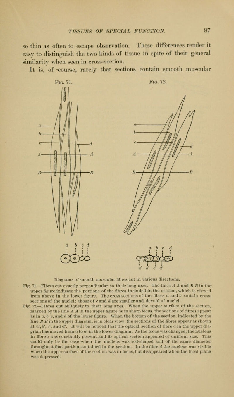 so thin as often to escape observation. These ditterenccs render it easy to distinguish the two kinds of tissue in spite of their general similarity when seen in cross-section. It is, of -course, rarely that sections contain smooth muscular Fig. 71. Fjg. 72. bed (tX^ a' b' c' d' Diagrams of smooth muscular fibres cut in various directions. Fig. 71.—Fibres cut exactly perpendicular to their long axes. The lines A A and B B in the upper figure indicate the portions of the fibres included in tlie section, winch is viewed from above in the lower figure. The cross-sections of the fibres a and b contain cross- sections of the nuclei; those of c and d are smaller and devoid of nuclei. Fig. 72.—Fibres cut obliquely to their long axes. When the upper surface of the section, marked by the line A A in the upper figure, is in sharp focus, the sections of fibres appear as in a, b, c, and d of the lower figure. Wlien the bottom of the section. Indicated by the line B B in the upper diagram, is in clear view, the sections of the fibres appear as shown at a', V, c', and d'. It will be noticed that the optical section of fibre a in the upper dia- gram has moved from a to a' in the lower diagram. As the focus was changed, the nucleus in fibre a was constantly present and its optical section appeared of uniform size. This could only be the case wlien the inicleus was rod-shaped and of the same diameter throughout that portion contained in the section. In the fibre d the nucleus was visible when the upper surface of the section was in focus, but disappeared when the focal plane •was depressed.