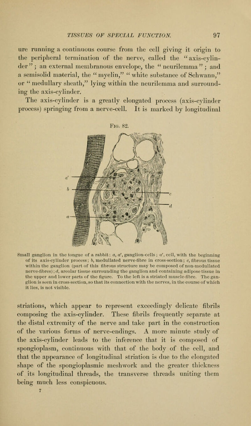 ure running a continuous course from the cell {giving it origin to the peripheral termination of the nerve, called the axis-cylin- der  ; an external membranous envelope, the  neurilemma  ; and a semisolid material, the myelin, white substance of Schwann, or  medullary sheath, lying within the neurilemma and surround- ing the axis-cylinder. The axis-cylinder is a greatly elongated process (axis-cylinder process) springing from a nerve-cell. It is marked by longitudinal YiG. 82. ir\^ ^^ '« Small ganglion in tiie tongue of a rabbit: a, a', ganglion-cells ; a', cell, with the beginning of its axis-cylinder process; b, meduUated nerve-fibre in cross-section; c, fibrous tissue within the ganglion (part of this fibrous structure may be composed of non-medullated nerve-fibres); d, areolar tissue surrounding the ganglion and containing adipose tissue in the upper and lower parts of the figure. To the left is a striated muscle-fibre. The gan- glion is seen in cross-section, so that its connection with the nerves, in the course of which it lies, is not visible. striations, which appear to represent exceedingly delicate fibrils composing the axis-cylinder. These fibrils frequently separate at the distal extremity of the nerve and take part in the construction of the various forms of nerve-endings. A more minute study of the axis-cylinder leads to the inference that it is composed of spongioplasm, continuous with that of the body of the cell, and that the appearance of longitudinal striation is due to the elongated shape of the spongioplasmic meshwork and the greater thickness of its longitudinal threads, the transverse threads uniting them being much less conspicuous. 7