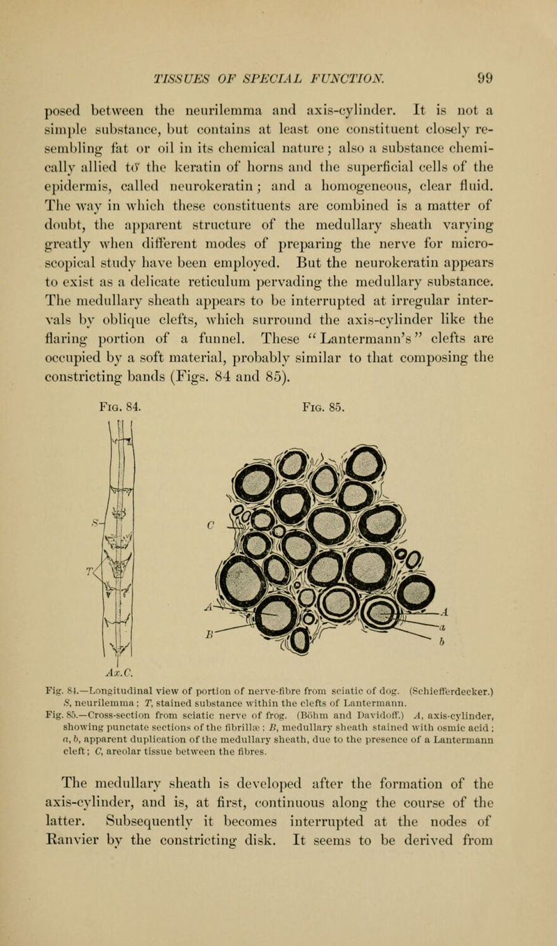 posed between the neurilemma and axis-cylinder. It is not a simple substance, but contains at least one constituent closely re- sembling fat or oil in its chemical nature; also a substance chemi- cally allied tcV the keratin of horns and the superficial cells of the ei)iderniis, called neurokeratin; and a homogeneous, clear fluid. The way in which these constituents are combined is a matter of doubt, the apparent structure of the medullary sheath varying greatly when different modes of preparing the nerve for micro- scopical study have been employed. But the neurokeratin appears to exist as a delicate reticulum pervading the medullary substance. The medullary sheath appears to be interrupted at irregular inter- vals by oblique clefts, which surround the axis-cylinder like the flaring portion of a funnel. These  Lantermann's clefts are occupied by a soft material, probably similar to that composing the constricting bands (Figs. 84 and 85). Fig. 84. Fig. 85. y Ax.C. Fig. 84.—Lonsitudinal view of portion of nerve-fibre from sciatic of dog. (Seliicfrerdecker.) S, neurilemma; T, stained substance within the clefts of Lantermann. Fig. 85.—Cross-section from sciatic nerve of frog. (Bcibm and Davidoff.) A, axis-cylinder, showing punctate sections of the fibrillfc ; B, medullary slieath stained with osmie acid ; n,b, apparent duplication of the medullary sheath, due to the presence of a Lantermann cleft; C, areolar tissue between the fibres. The medullary sheath is developed after the formation of the axis-cylinder, and is, at first, (tontinuous along the course of the latter. Subsequently it becomes interrupted at the nodes of Ranvier by the constricting disk. It seems to be derived from