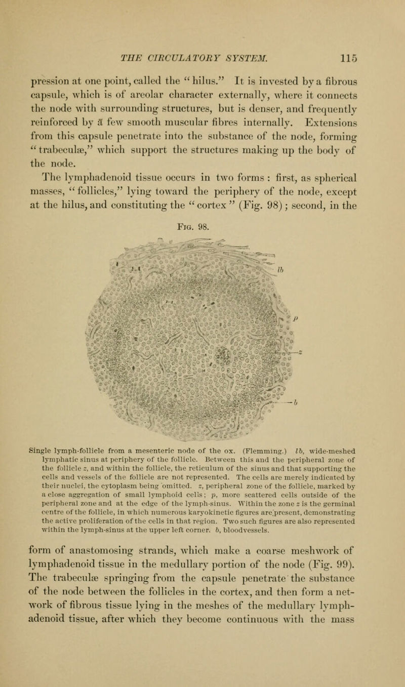 pression at one point, called the  hilus. It is invested by a fibrous capsule, which is ot areolar character externally, where it connects the node with surrounding structures, but is denser, and frequently reinforced by .1 few smooth muscular fibres internally. Extensions from this capsule penetrate into the substance of the node, forming  trabeculae, which support the structures making up the body of the node. The lymphadenoid tissue occurs in two forms : first, as spherical masses, follicles, lying toward the periphery of the node, except at the hilus, and constituting the  cortex  (Fig. 98); second, in the Fig. 98. I ■•»- ■ « Ih -■ - ... ^' ~b Single lymph-follicle from a mesenteric node of the ox. (Flemming.) lb, wide-meshed lymphatic sinus at periphery of the follicle. Between this and the peripheral zone of the follicle ;, and within the follicle, the reticulum of the sinus and that supporting the cells and vessels of the follicle are not represented. The cells are merely indicated by their nuclei, the cytoplasm being omitted, s, peripheral zone of the follicle, marked by a close aggregation of small lymphoid cells: p, more scattered cells outside of the peripheral zone and at the edge of the lymph-sinus. Within the zone z is the germinal centre of the follicle, in which numerous karyokinetic figures are.'prescnt, demonstrating the active proliferation of the cells in that region. Two such figures are also represented within the lymph-sinus at the upper left corner. 6, bloodvessels. form of anastomosing strands, which make a coarse meshwork of lymphadenoid ti.ssue in the medullary portion of the node (Fig. 99). The trabecnlse springing from the capsule penetrate the sub.stance of the node between the follicles in the cortex, and then form a net- work of fibrous tissue lying in the meshes of the medullary lymph- adenoid tissue, after which they become continuous with the mass