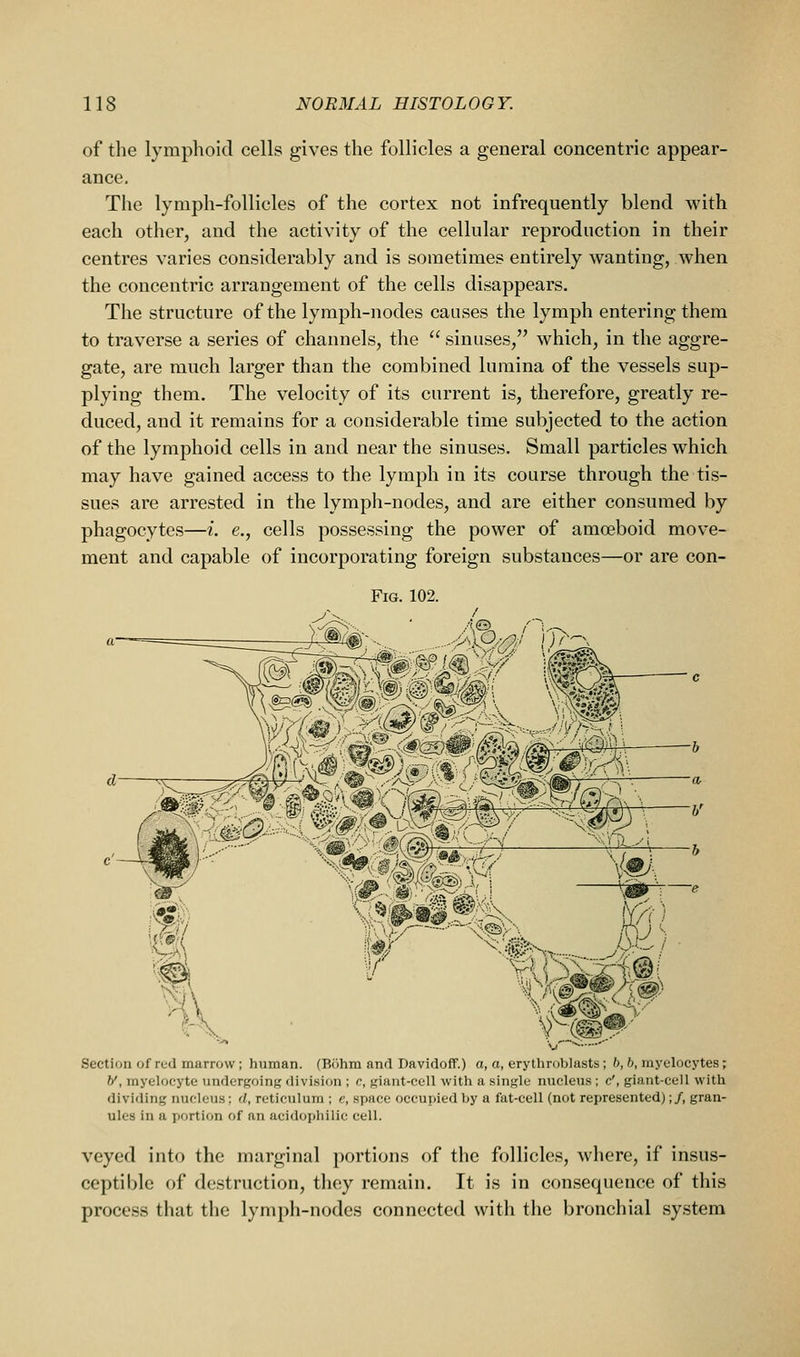 of the lymphoid cells gives the follicles a general concentric appear- ance. The lymph-follicles of the cortex not infrequently blend with each other, and the activity of the cellular reproduction in their centres varies considerably and is sometimes entirely wanting, when the concentric arrangement of the cells disappears. The structure of the lymph-nodes causes the lymph entering them to traverse a series of channels, the  sinuses, which, in the aggre- gate, are much larger than the combined lumina of the vessels sup- plying them. The velocity of its current is, therefore, greatly re- duced, and it remains for a considerable time subjected to the action of the lymphoid cells in and near the sinuses. Small particles which may have gained access to the lymph in its course through the tis- sues are arrested in the lymph-nodes, and are either consumed by phagocytes—i. e., cells possessing the power of amoeboid move- ment and capable of incorporating foreign substances—or are con- FiG. 102. .--■■:>H /f'tii;© v^m Section of red marrow; human. (Bohm and Davidoff.) a, a, erythroblasts; ft, 6, myelocytes; V, myelocyte undergoing division ; c, giant-cell with a single nucleus ; c', giant-cell with dividing nucleus; d, reticulum ; e, space occupied by a fat-cell (not represented);/, gran- ules in a portion of an acidophilic cell. veyed into the marginal portions of the follicles, where, if insus- ceptible of destruction, they remain. It is in consequence of this process that the lymph-nodes connected with the bronchial system