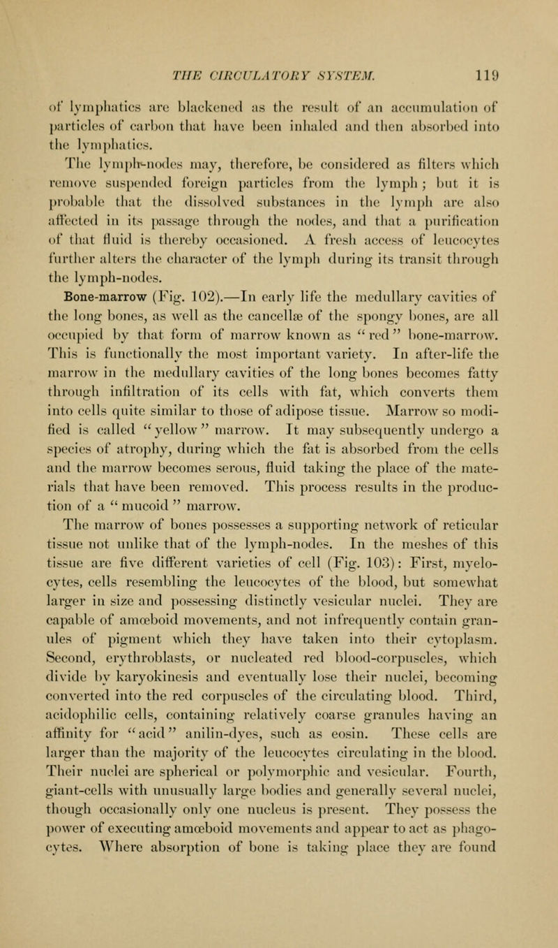 ot lymphatics iiro blackened a.s the result of an accumulation of particles of carbon that liave been inhaled and then absorbed into the lymphatics. The lymplr-nodes may, therefore, be considered as filters which remove suspended foreign particles from the lymph; but it is l)robable that the dissolved substances in the lymph are also affected in its passage through the nodes, and that a purification of that Huid is thereby occasioned. A fresh access of leucocytes further alters the character of the lymph during its transit through the lymph-nodes. Bone-marrow (Fig. 102).—In early life the medullary cavities of the long bones, as well as the cancellae of the spongy bones, are all occupied by that form of marrow known as  red  bone-marrow. This is functionally the most important variety. In after-life the marrow in the medullary cavities of the long bones becomes fatty through infiltration of its cells with fat, which converts them into cells quite similar to those of adipose tissue. Marrow so modi- fied is called  yellow  marrow. It may subsequently undergo a species of atrophy, during which the fat is absorbed from the cells and the marrow becomes serous, fluid taking the place of the mate- rials that have been removed. This process results in the produc- tion of a  mucoid  marrow. The marrow of bones possesses a supporting netAvork of reticular tissue not unlike that of the lymph-nodes. In the meshes of this tissue are five different varieties of cell (Fig. 103): First, myelo- cytes, cells resembling the leucocytes of the blood, but somewhat larger in size and possessing distinctly vesicular nuclei. They are capable of amoeboid movements, and not infrequently contain gran- ules of pigment which they have taken into their cytoplasm. Second, ervthroblasts, or nucleated red blood-corpuscles, which divide by karyokinesis and eventually lose their nuclei, becoming converted into the red corpuscles of the circulating blood. Third, acid()})hllic cells, containing relatively coarse granules having an affinity for  acid anilin-dyes, such as eosin. These cells are larger than the majority of the leucocytes circulating in the blood. Their nuclei are spherical or polymorphic and vesicular. Fourth, giant-cells with unusually large bodies and generally several nuclei, though occasionally only one nucleus is present. They possess the power of executing amoeboid movements and appear to act as phago- cytes. Where absor})tion of bone is taking place they are found