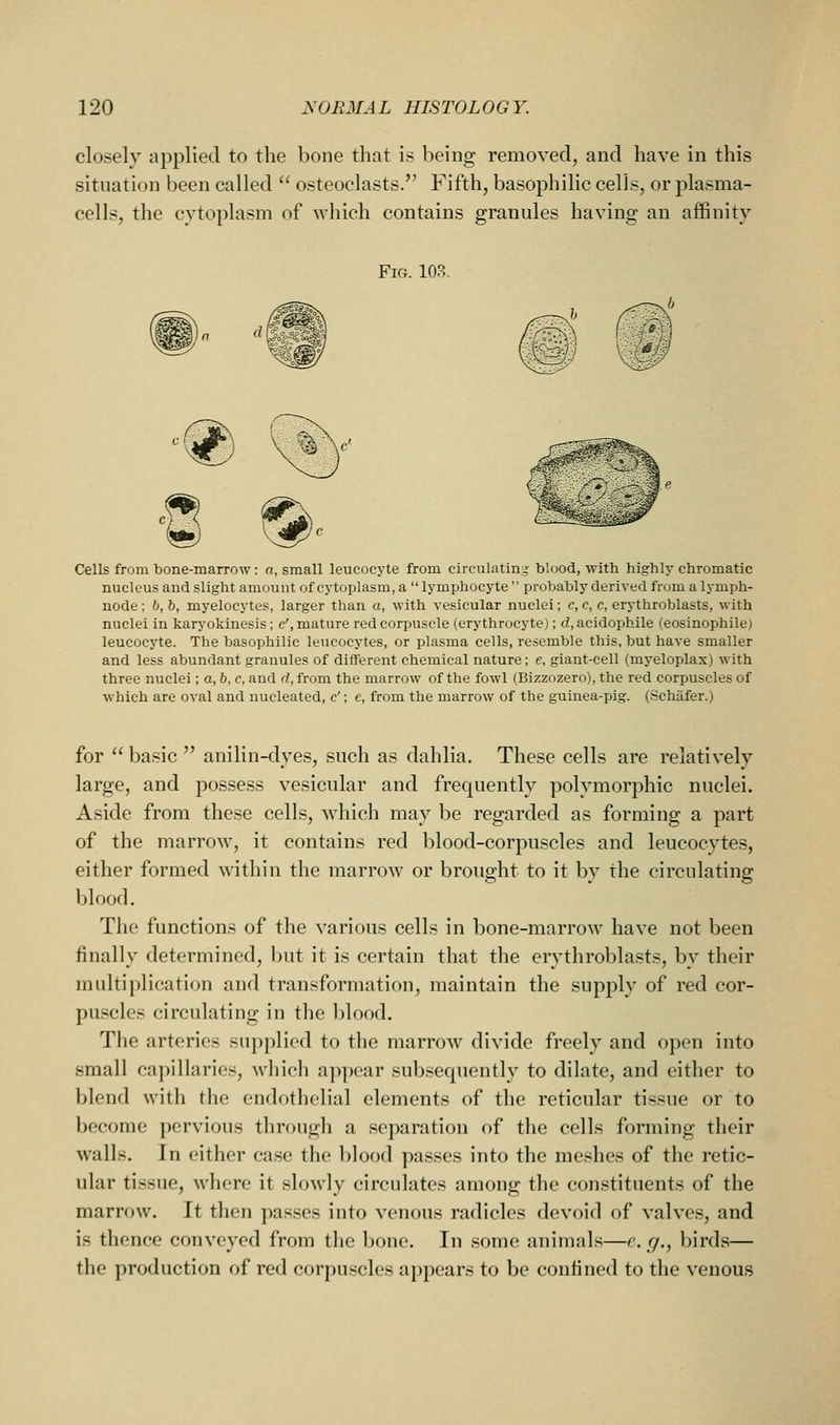 closely applied to the bone that is being removed, and have in this situation been called  osteoclasts. Fifth, basophilic cells, or plasma- cells, the cytoplasm of which contains granules having an affinity Fig. 103. Cells from bone-marrow: o, small leucocyte from circulating blood, with highly chromatic nucleus and slight amount of cytoplasm, a  lymphocyte  probably derived from a lymph- node ; 6, 5, myelocytes, larger than a, with vesicular nuclei; c, c, c, erythroblasts, with nuclei in karyokinesis; c', mature red corpuscle (erythrocyte); d, acidophile (eosinophile) leucocyte. The basophilic leucocytes, or plasma cells, resemble this, but have smaller and less abundant granules of different chemical nature; e, giant-cell (myeloplax) with three nuclei; a, 6, c, and d, from the marrow of the fowl (Bizzozero), the red corpuscles of which are oval and nucleated, c'; e, from the marrow of the guiuea-pig. (Schafer.) for  basic  anilin-dyes, such as dahlia. These cells are relatively large, and possess vesicular and frequently polymorphic nuclei. Aside from these cells, which may be regarded as forming a part of the marrow, it contains red blood-corpuscles and leucocytes, either formed within the marrow or brought to it by the circulating blood. The functions of the various cells in bone-marrow have not been finally determined, but it is certain that the erythroblasts, by their multiplication and transformation, maintain the supply of red cor- puscles circulating in the Ijlood. The arteries supplied to tlie marroAv divide freely and open into small capillaries, which appear subsecpiently to dilate, and either to blend with the endothelial elements of the reticular tissue or to become pervious through a separation of the cells forming their walls. In cither case the blood passes into the meshes of the retic- ular tissue, where it slowly circulates among the constituents of the marrow. It then passes into venous radicles devoid of valves, and is thence conveyed from the bone. In some animals—e. r/,, birds— the production of red corpuscles appears to be confined to the venous