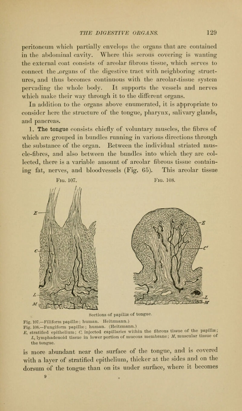 pcritonoiiiu wliich partially ('nvel()[)s the; organs that are contained in the ahdoniinal cavity. Where this serous covering is wanting the external coat consists of areolar fibrous tissue, which serves to connect the ^)rgans of the digestive tract with neighboring struct- ures, and thus becomes continuous with the areolar-tissue system pervading the whole body. It supports tiie vessels and nerves which niaUe their way through it to the different (jrgans. In addition to the organs above enumerated, it is appropriate to consider here the structure of the tongue, pharynx, salivary glands, and pancreas. 1. The tongue consists chiefly of voluntary muscles, the fibres of which are grouped in bundles running in various directions through the substance of the organ. Between the individual striated mus- cle-fibres, and also between the bundles into which they are col- lected, there is a variable amount of areolar fibrous tissue contain- ing fat, nerves, and bloodvessels (Fig. 65). This areolar tissue Fig. 107. Fig. 108. Sections of papillae of tongiie. Fig. 107.—Filiform papilUt; human. Heitzmann.) Fig. 108.—Fungiform papilla;; human. (Heitzmann.) E, stratified epithelium; C. injected capillaries within the fibrous tissue of the papilla; L, lymphadeuoid tissue in lower portion of mucous membrane; M, muscular tissue of the tongue. is more abundant near the surface of the tongue, and is covered with a layer of stratified epithelium, thicker at the sides and on the dorsum of the tongue than on its under surface, where it becomes