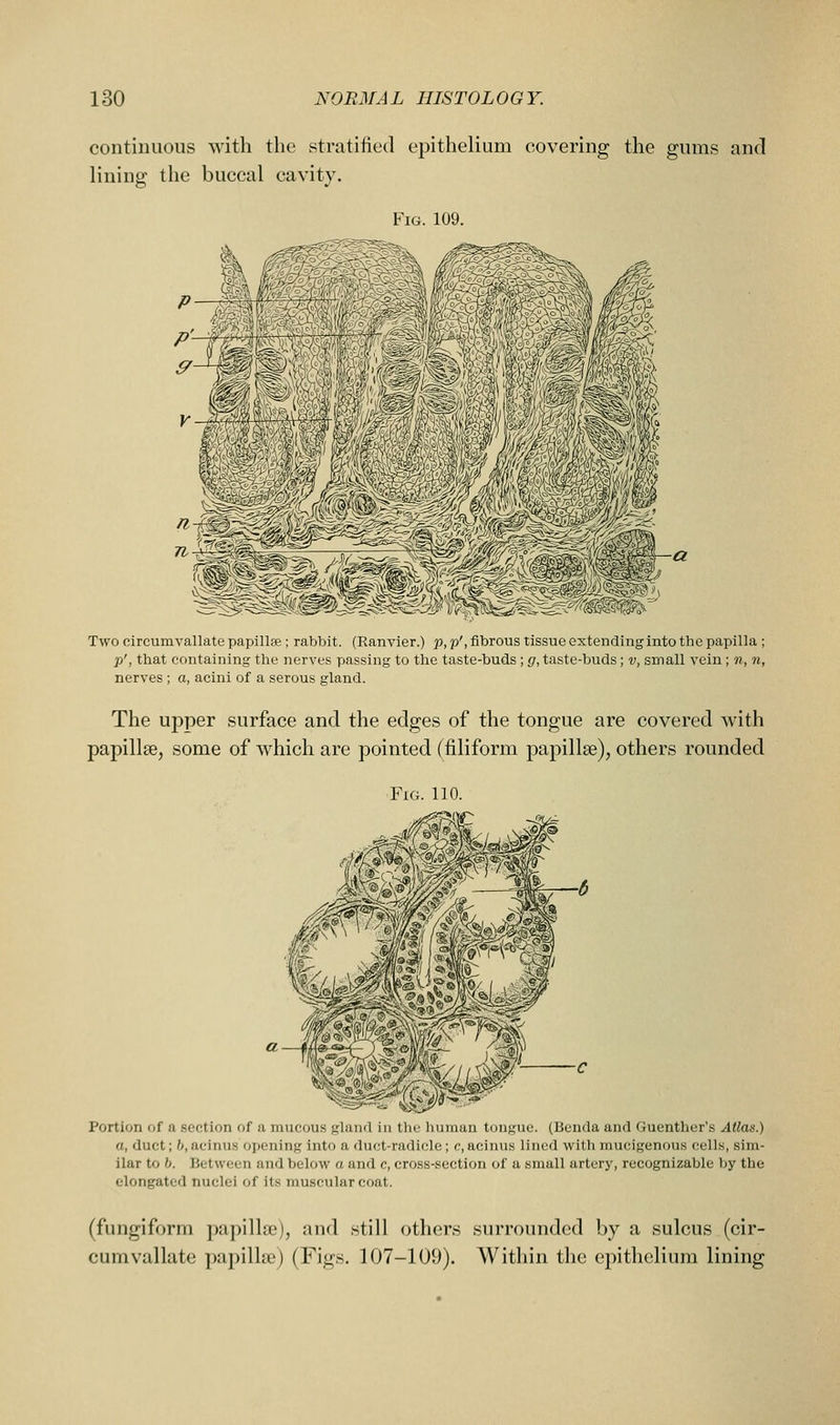 continuous with the stratified epithelium covering the gums and lining the buccal cavity. Fig. 109. Two circumvallate papillse ; rabbit. (Ranvier.) p, p', fibrous tissue extendinginto the papilla ; p', that containing the nerves passing to the taste-buds; g, taste-buds; v, small vein ; n, n, nerves ; a, acini of a serous gland. The upper surface and the edges of the tongue are covered with papillee, some of which are pointed (filiform papillae), others rounded Fig. 110. Portion of a section of a mucous gland in the human tongue. (Benda and Guenther's Atlas.) a, duct; b, acinus opening into a duct-radicle; c, acinus lined with mucigenous cells, sim- ilar to h. Between and below a and c, cross-section of a small artery, recognizable by the elongated nuclei of its muscular coat. (fungiform papilla?), and .still others surrounded by a sulcus (cir- cumvallate papilke) (Figs. 107-109). AVithin the epithelium lining