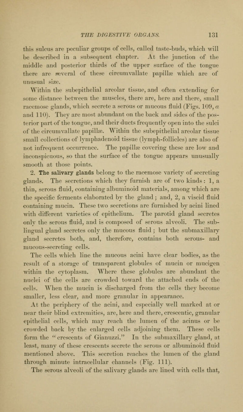 this sulcus are peculiar groups of colls, called taste-buds, which will he described in a subsequent chapter. At the junction of the middle and posterior thirds of the upper surface of the tongue there are several of tiiese circumvallate papillae which are of muisual size. Within the subepithelial areolar tissue, and often extending for some distance between the muscles, there are, here and there, small racemose glands, which secrete a serous or mucous fluid (Figs. 109, a and 110). They are most abundant on the back and sides of the pos- terior part of the tongue, and their ducts frequently open into the sulci of the circumvallate papilla\ Within the subepithelial areolar tissue small collections of lymphadenoid tissue (lymph-follicles) are also of not infrequent occurrence. The papillae covering these are low and inconspicuous, so that the surface of the tongue appears unusually smooth at those points. 2. The salivary glands belong to the racemose variety of secreting glands. The secretions which they furnish are of two kinds : 1, a thin, serous fluid, containing albuminoid materials, among which are the specific ferments elaborated by the gland; and, 2, a viscid fluid containing mucin. These two secretions are furnished by acini lined with different varieties of epithelium. The parotid gland secretes onlv the serous fluid, and is composed of serous alveoli. The sub- liuffual g-land secretes onlv the mucous fluid ; but the submaxillar^' gland secretes both, and, therefore, contains both serous- and mucous-secreting cells. The cells which line the mucous acini have clear bodies, as the result of a storage of trans])arcnt globules of mucin or mucigen within the cytoplasm. Where these globules are abundant the nuclei of the cells are crowded toward the attached ends of the cells. When the mucin is discharged from the cells they become smaller, less clear, and more granular in appearance. At the periphery of the acini, and especially well marked at or near their blind extremities, are, here and there, crescentic, granular epithelial cells, which may reach the lumen of the acinus or be crowded back by the enlarged cells adjoining them. These cells form the  crescents of Gianuzzi. In the submaxillary gland, at least, many of these crescents secrete the serous or albuminoid fluid mentioned above. This secretion reaches the lumen of the gland through minute intracellular channels (Fig. 111). The serous alveoli of the salivary glands are lined M-ith cells that,