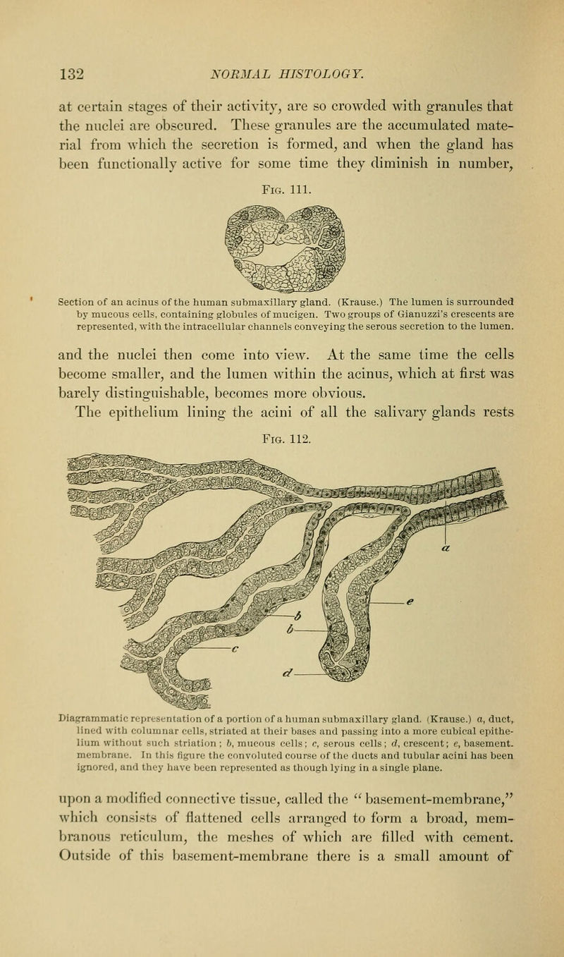 at certain stages of their activity, are so crowded with granules that the nuclei are obscured. These granules are the accumulated mate- rial from which the secretion is formed, and when the gland has been functionally active for some time they diminish in number, Fig. 111. Section of an acinus of the human submaxillary gland. (Krause.) The lumen is surrounded by mucous cells, containing globules of mucigen. Two groups of Gianuzzi's crescents are represented, with the intracellular channels conveying the serous secretion to the lumen. and the nuclei then come into view. At the same time the cells become smaller, and the lumen within the acinus, which at first was barely distinguishable, becomes more obvious. The epithelium lining the acini of all the salivary glands rests Fig. 112. Diagrammatic representation of a portion of a human submaxillary gland. (Krause.) a, duct,, lined with columnar cells, striated at their Vjases and passing into a more cubical epithe- lium without .such striation; 6, mucous cells; c, serous cells; d, crescent; e, basement. membrane. In this figure the convoluted course of the ducts and tubular acini has been ignored, and they have been represented as though lying in a single plane. upon a modified connective tissue, called tlie  basement-membrane, which consists of flattened cells arranged to form a broad, mem- branous reticulum, the meshes of which are filled with cement. Outside of this basement-membrane there is a small amount of