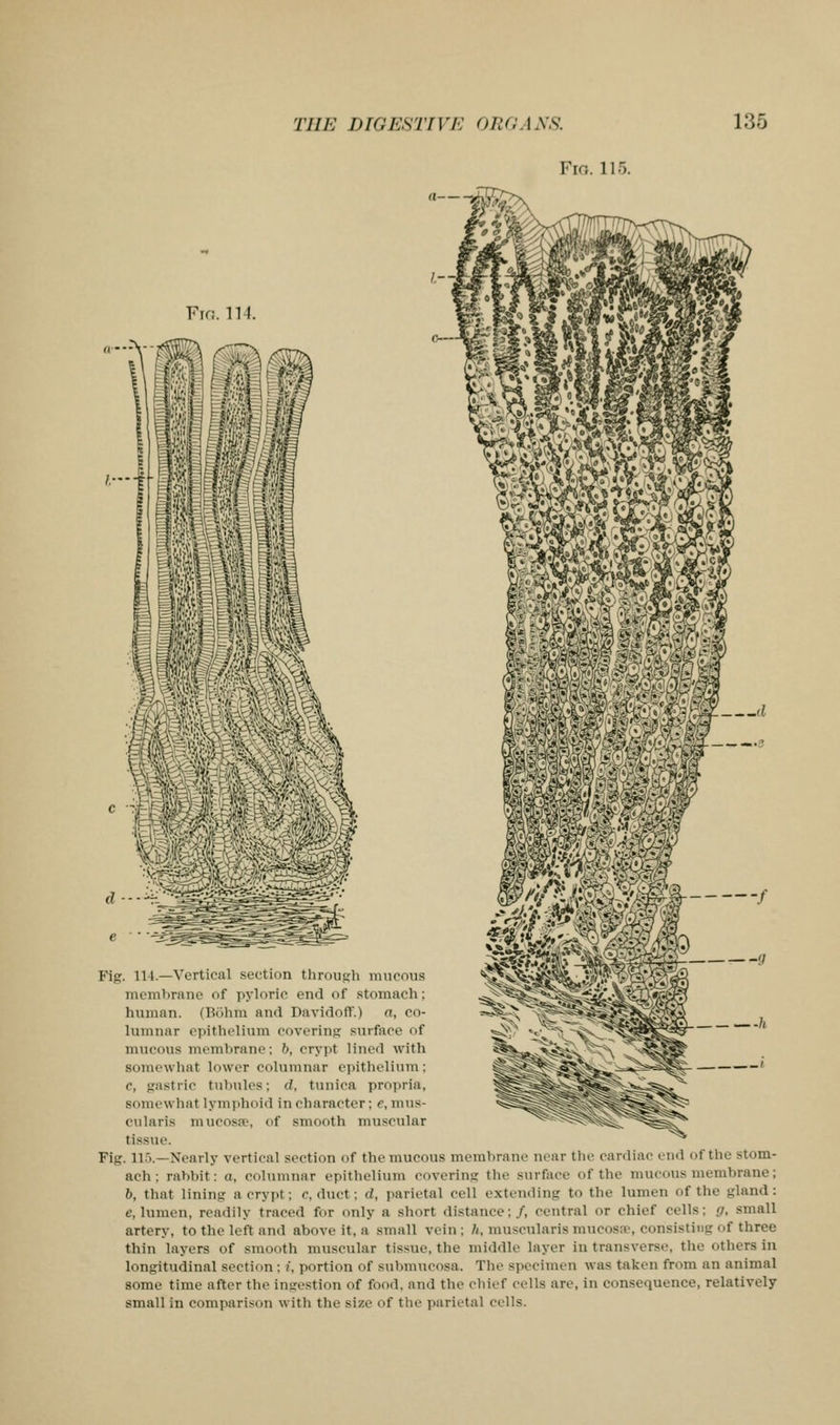 Fm. 115. /--J Fif!. 114. Fig. 114.—Vertical section tliroush iiincniis membrane of pyloric end of .stomach; human. (Bohra and Davidoff.) a, co- lumnar epithelium covering surface of mucous membrane; b, crypt lined with somewhat lower columnar epithelium : c, gastric tubules; (I. tunica propria, somewhat lymphoiil in character; e, nuis- cularis mucosre, of smooth muscular tissue. Fig. 11.5.—Nearly vertical section of the mucous membrane near the cardiac end of the stom- ach ; rabbit: a, columnar epithelium covering the surface of the mucous membrane; b, that lining a crypt; r, duct; d, parietal cell extending to the lumen of the gland: e, lumen, readily traced for only a short distance;/, central or chief cells; {i, small artery, to the left and above it, a small vein ; h, muscularis mucostv, consisting of three thin layers of smooth muscular tissue, the niidille layer in transverse, the others in longitudinal section ; /, portion of submucosa. The specimen was taken from an animal some time after the ingestion of food, and the chief cells are, in consequence, relatively small in comparison with the size of the parietal cells.