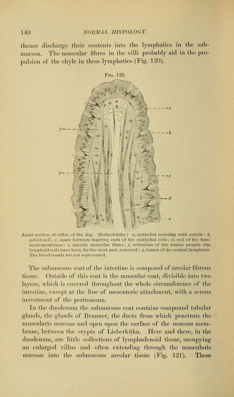 thence discharge their contents into the lymphatics in the sub- mncosa. The mnscuLir fibres in the villi probably aid in the pro- pulsion of the chyle in these lymphatics (Fig. 120). Fig. 120. / ^r^-^- Axial section of villus of the dog. (Kultschitzkj.) a, epithelial covering with cuticle: &, goblet-cell; c, space between tapering ends of the epithelial cells; d, cell of the base- ment-membrane; c, smooth mnscnlar fibres; /, reticulum of the tunica propria (the lymphoid cells have been, for the most part, removed); g, lumen of the central lymphatic The bloodvessels are not represented. Tlie submucous coat of the intestine is composed of areolar fibrous tissue. Outside of this coat is the muscular coat, divisible into two layers, which is covered throughout the whole circumference of the intestine, except at the line of mesenteric attachment, with a serous investment of the peritoneum. In the duodenum the submucous coat contains compound tubular glands, the glands of Brunner, the ducts from which penetrate the muscularis mucosae and open upon the surface of the mucous mem- brane, between the crypts of Ijicbcrkiihn. Here and there, in the duodenum, are little collections of lymphadenoid tissue, occupying an enlarged villus and often extending through the muscularis mucosae into the submucous areolar tissue (Fig. 121). These