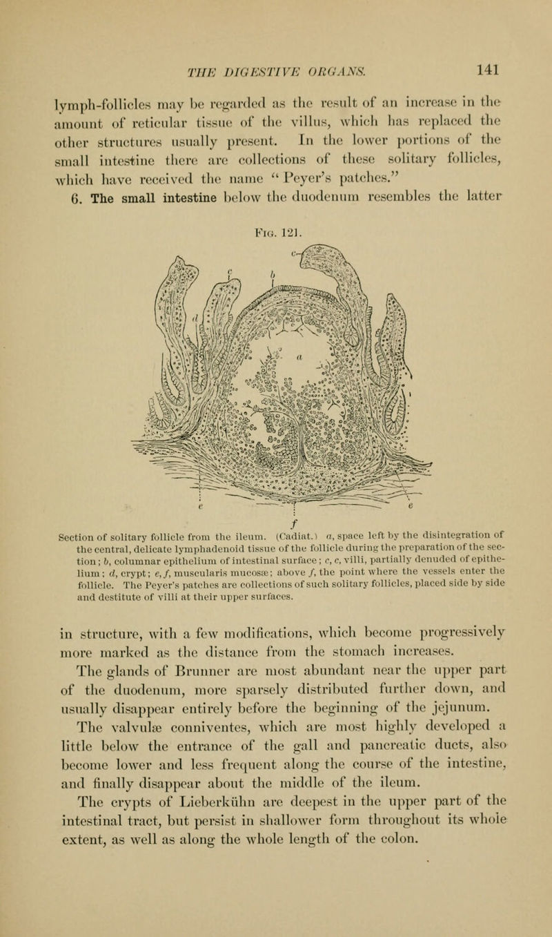 lymph-fuUiclcs nuiy be rogurded us the result of an increase in the amount of reticular tissue of the villus, wliicli has replaced the other structures usually present. In the lower portions of the small intestine there are collections of these solitary follicles, which have received the name  Peyer's patches. 6. The small intestine below the duodenum resembles the latter Fig. 121. ^^^^I^PMi; ^^^^te Section of solitary follicle from the ileum. (Cadiat.) n, space loft by the disintegration of the central, delicate lymphadenoid tis.sue of the follicle dnringthe preparation of the sec- tion ; 6, columnar epithelium of intestinal surface; c, c, villi, partially denuded of epithe- lium : d, crypt; e,f, muscularis mucosae; above /, the point where the vessels enter the follicle. The Peyer's patches are collections of such solitary follicles, placed side by side and destitute of villi at their upper surfaces. in structure, with a few inodifications, which become progressively more marked as the distance from the stomach increases. The glands of Brunner are most abundant near the upper part of the duodenum, more sparsely distributed further down, and usually disappear entirely before the beginning of the jejunum. The valvular conniventes, which are most highly developed a little below the entrance of the gall and pancreatic ducts, also become lower and less frequent along the course of the intestine, and finally disappear about the middle of the ileum. The crypts of I^ieberkiihn are deepest in the upper part of the intestinal tract, but persist in shallower form throughout its whole extent, as well as along the whole length of the colon.