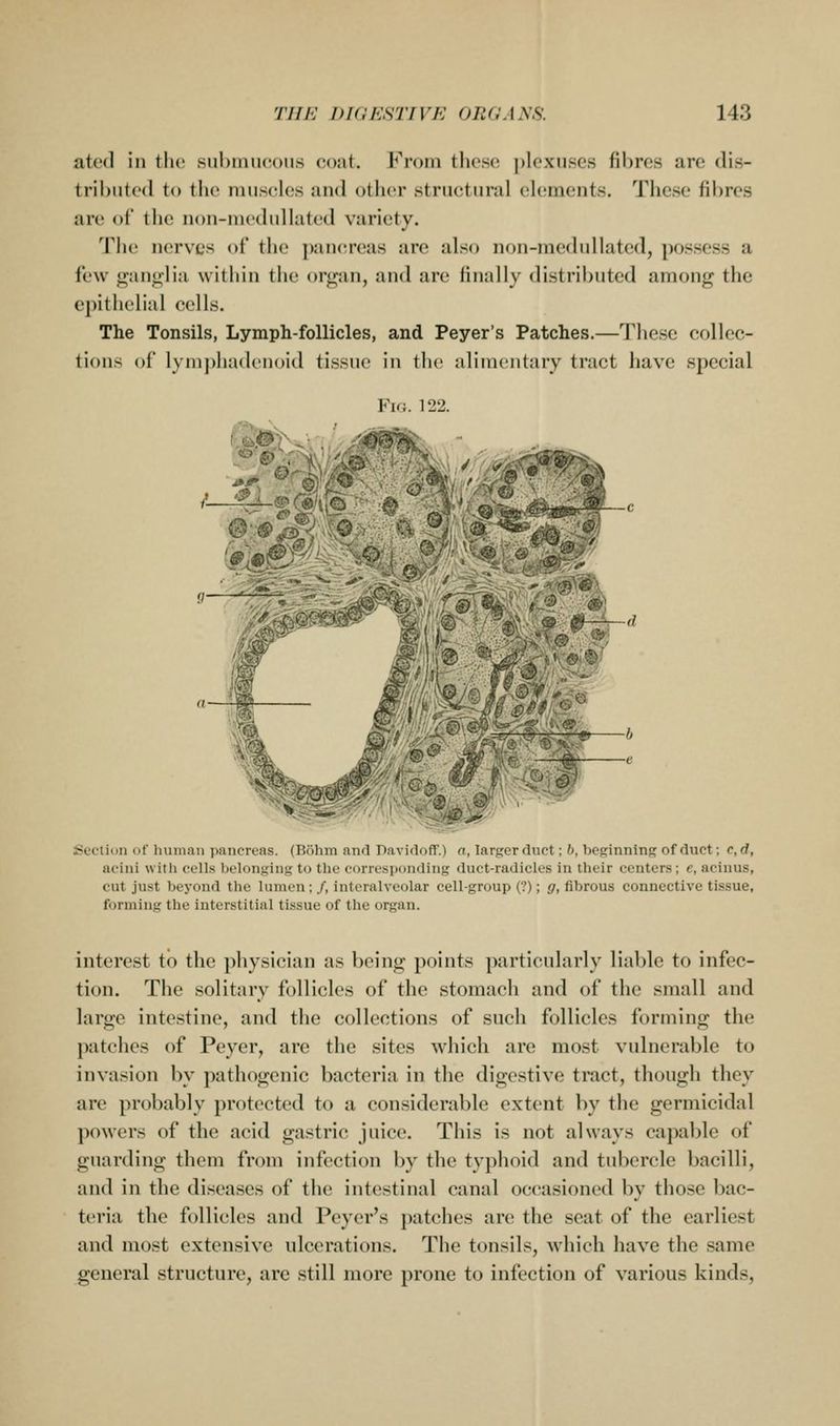 atcd in the sulnmicous cout. From these plexuses fibres are dis- tributed to tlic museles and other structural elements. These fibres are of the non-medullated variety. The nerves of the pancreas are also non-medullated, possess a few ganglia within the organ, and are finally distributed among the epithelial cells. The Tonsils, Lymph-follicles, and Peyer's Patches.—These collec- tions of lym])hadenoid tissue in the alimentary tract have special Fk:. 122. 1^';^'^ -0 Section of Imman pancreas. (Biihrn anrl Davirtoff.) a, larger duet; b, beginning of duct; c, d, acini witli cells belonging to tlic corresponding duct-radicles in their centers; e, acinus, cut just beyond the lumen; /, interalvcolar cell-group (?); g, fibrous connective tissue, forming the interstitial tissue of the organ. interest to the physician as being points particularly liable to infec- tion. The solitary follicles of the stomach and of the small and large intestine, and the collections of such follicles forming the patches of Peyer, are the sites which are most vulnerable to invasion by pathogenic bacteria in the digestive tract, though they are probably protected to a considerable extent by the germicidal powers of the acid gastric juice. This is not always capable of guarding them from infection by the typhoid and tubercle bacilli, and in the diseases of the intestinal canal occasioned by those bac- teria the follicles and Peyer's patches are the seat of the earliest and most extensive ulcerations. The tonsils, which have the same general structure, are still more prone to infection of various kinds.