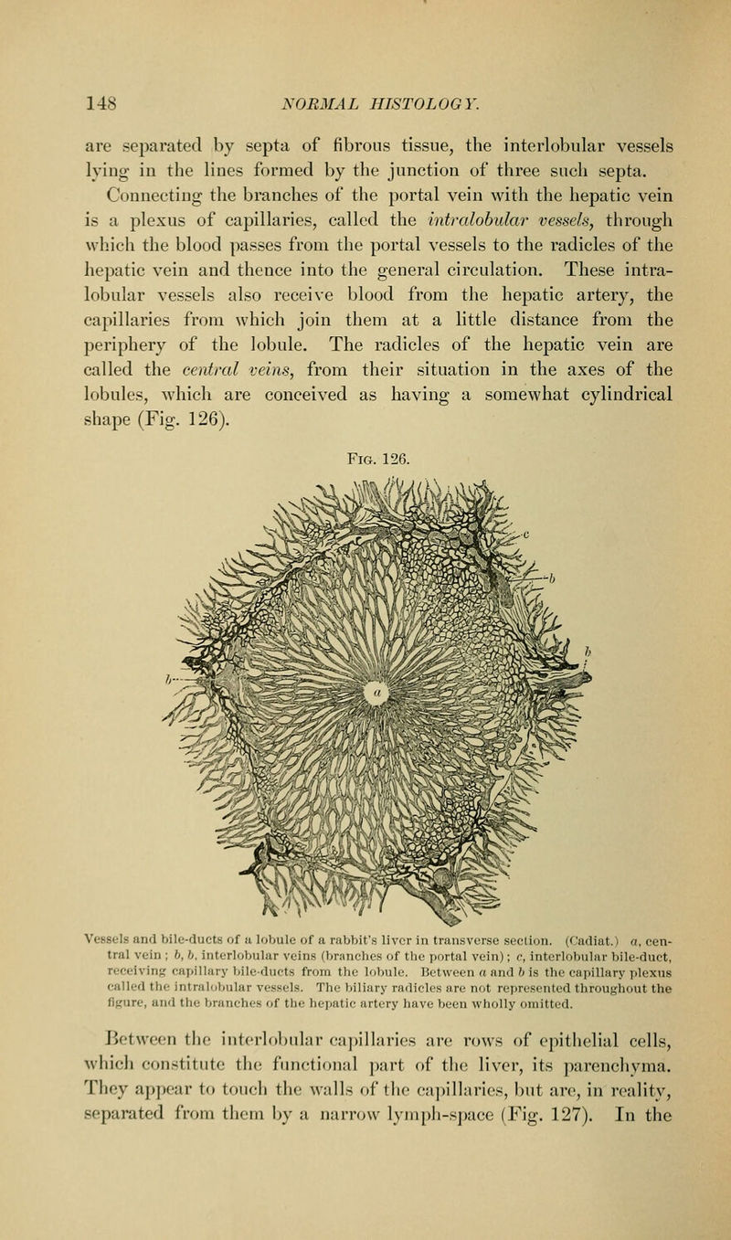 are sej^arated by septa of fibrous tissue, the interlobular vessels lying in the lines formed by the junction of three such septa. Connecting the branches of the portal vein with the hepatic vein is a plexus of capillaries, called the intralobular vessels, through which the blood passes from the portal vessels to the radicles of the hepatic vein and thence into the general circulation. These intra- lobular vessels also receive blood from the hepatic artery, the capillaries from which join them at a little distance from the periphery of the lobule. The radicles of the hepatic vein are called the central veins, from their situation in the axes of the lobules, which are conceived as having a somewhat cylindrical shape (Fig. 126). Vessels and bile-ducts of u lobule of a rabbit's liver in transverse section. (Cadiat.) a, cen- tral vein ; b, b, interlobular veins (branches of the portal vein); c, interlobular bile-duct, receiving capillary bile-ducts from the lobule. Between a and b is the capillary plexus called the intralobular vessels. The biliary radicles are not represented throughout the figure, and the branches of the hepatic artery have lieen wholly omitted. Between the int('rl()])ular ea])illaries are rows of epithelial cells, which con.stitute the functional part of the liver, its parenciiyma. They appear to touch the walls of the capillaries, but are, in reality, separated from them by a narrow lymph-space (Fig. 127). In the
