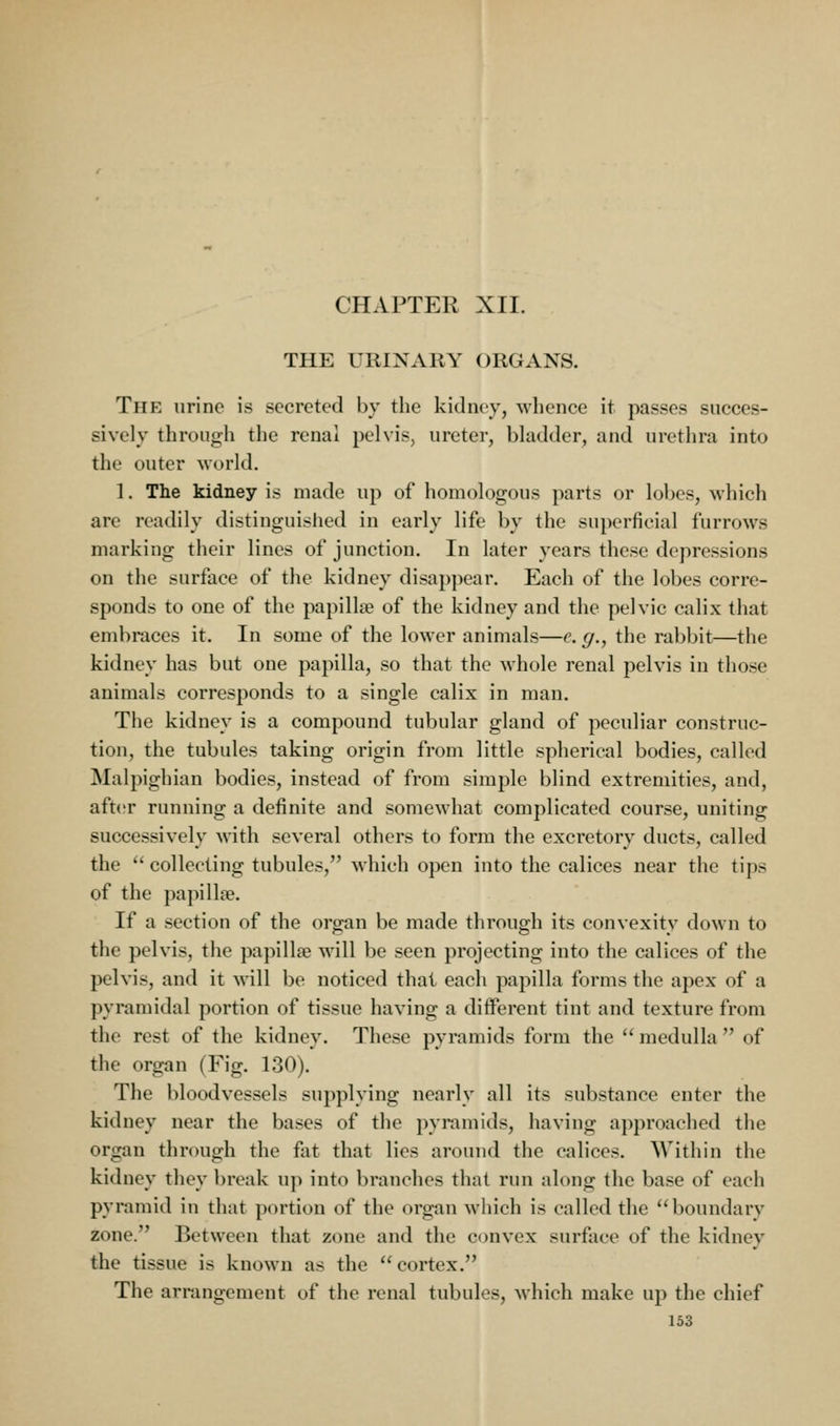 CHAPTER XII. THE URINARY ORGANS. The urine is secreted by the kidney, whence it passes succes- sively through the renal pelvis, ureter, bladder, and urethra into the outer world. 1. The kidney is made uj) of homologous parts or lobes, which are readily distinguished in early life by the superficial furrows marking their lines of junction. In later years these depressions on the surface of the kidney disappear. Each of the lobes corre- sponds to one of the papilla? of the kidney and the pelvic calix that embraces it. In some of the lower animals—e. g., the rabbit—the kidney has but one papilla, so that the whole renal pelvis in those animals corresponds to a single calix in man. The kidney is a compound tubular gland of peculiar construc- tion, the tubules taking origin from little spherical bodies, called Malpighian bodies, instead of from simple blind extremities, and, after running a definite and somewhat complicated course, uniting successively with several others to form the excretory ducts, called the  collecting tubules, which open into the calices near the tij^s of the papillse. If a section of the organ be made through its convexity down to the pelvis, the papillae will be seen projecting into the calices of the pelvis, and it will be noticed that each papilla forms the apex of a pyramidal portion of tissue having a different tint and texture from the rest of the kidney. These pyramids form the  medulla  of the organ (Fig. 130). The bloodvessels supplying nearly all its substance enter the kidney near the bases of the pyramids, having approached the organ through the fat that lies around the calices. Within the kidney they break up into branches that run along the base of each pyramid in that portion of the organ which is called the boundary zone. Between that zone and the convex surface of the kidney the tissue is known as the cortex. The arrangement of the renal tubules, which make up the chief
