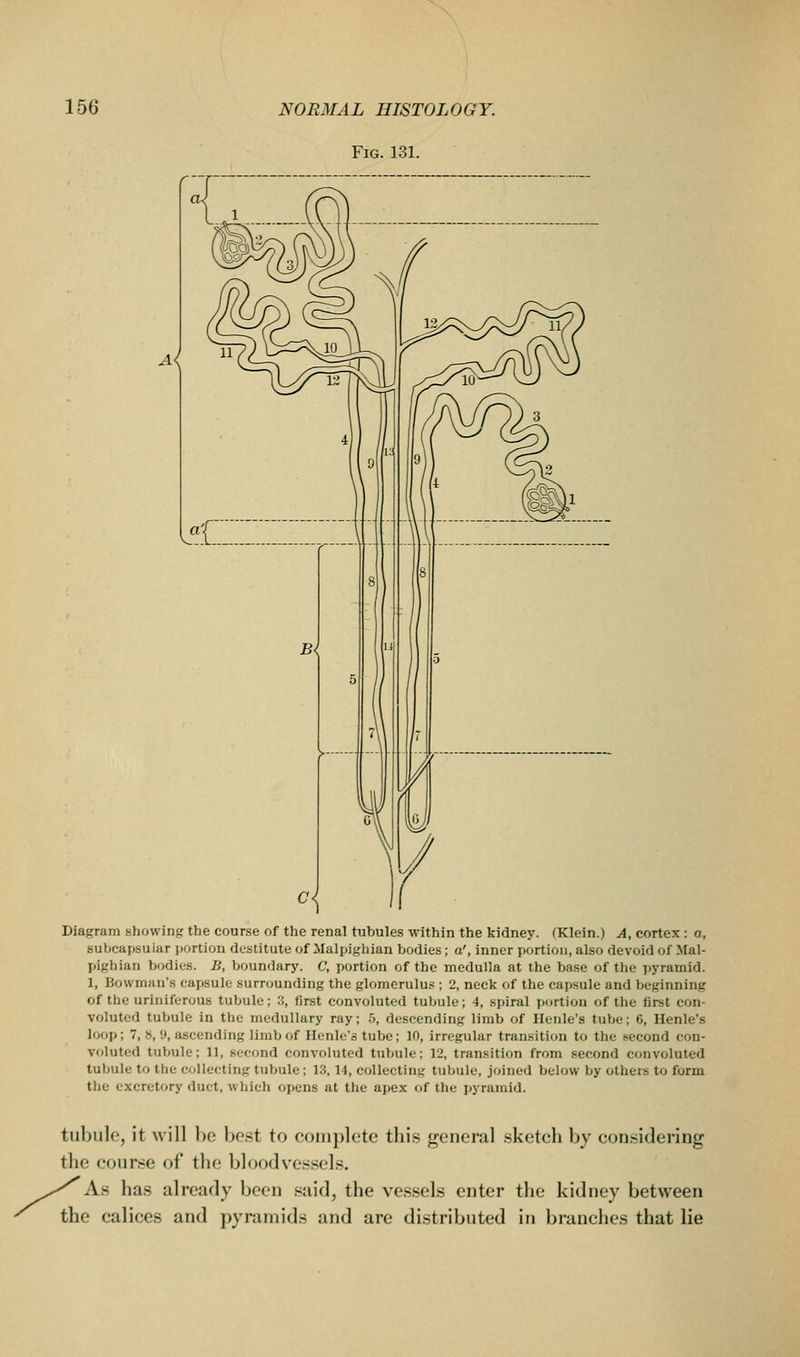Fig. 131. Diagram showing the cour.se of the renal tubules within the kidney. (Klein.) A, cortex : a, subcapsular portion destitute of Malpighian bodies; a', inner portion, also devoid of Mal- pighian bodies. B, boundary. C, portion of the medulla at the base of the pyramid. 1, Bowman's capsule surrounding the glomerulus ; 2, neck of the capsule and beginning of the uriniferous tubule; '.',, first convoluted tubule; 4, spiral portion of the first con- voluted tubule in the medullary ray; n, descending limb of Ilenle's tube; 6, Henle's loop; 7, 8, y, ascending limb of Ilenle's tube; 10, irregular transition to the second con- voluted tubule; 11, second convoluted tubule: 12, transition from second convoluted tubule to the collecting tubule; 13,14, collecting tubule, joined below by others to form the excretory duct, which opens at the apex of the pyramid. tubule, it will be be.st to complete this general .sketch by con.sidering the course of the bloodve.s.sel.s. As has already been said, the vessels enter the kidney between the calices and pyramids and are di.stributed in branches that lie