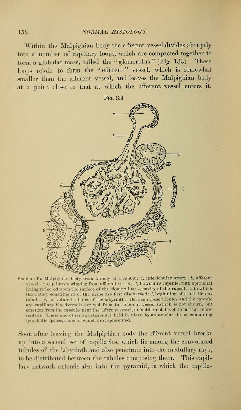 Within the Malpighian body the afiPerent vessel divides abruptly into a number of capillary loops, which are compacted together to form a globular mass, called the glomerulus (Fig. 133). These loops rejoin to form the efferent vessel, which is somewhat smaller than the afferent vessel, and leaves the Malpighian body at a point close to that at which the afferent vessel enters it. Fig. 134. Sketch of a Malpighian body from kidney of a rabbit: a, interlobular artery; 6, afferent vessel; c, capillary springing from afferent vessel; d, Bowman's capsule, with ei>ithelial lining reflected upon the surface of the glomerulus ; e, cavity of the capsule into which the watery constituents of the urine are first discharged ; /, beginning of a uriniferous tubule; o, convoluted tubules of the labyrinth. Between these tubules and the capsule are capillary bloodvessels derived from the efferent vessel (which is not shown, but emerges from the cai)sule near the afferent vessel, on a different level from that repre- sented). These and other structures are held in place by an areolar tissue, containing lymphatic spaces, some of which are represented. Soon after leaving the Malpighian body the efferent vessel breaks up into a second .set of capillaries, which lie among the convoluted tubules of the lal>yrinth and also penetrate into the medullary rays, to be distributed between the tubules composing them. This capil- lary network extends also into the pyramid, in which the caj>illa-