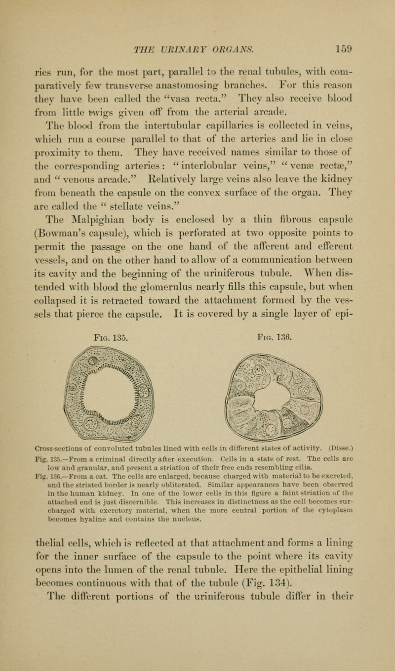 ries run, for tlu! most i>art, parallel to the renal tnlniles, with com- paratively few transverse anastomosing branches. For this reason they have been called the vasa recta. They also receive blood from little fvviy-s uiven otf from the arterial arcade. The blood from the intertubnlar ca})illaries is collected in veins, which run a course parallel to that of the arteries and lie in close proximity to them. They have received names similar to those of the corresponding arteries:  interlobular veins,  vense rectae, and  venous arcade. Relatively large veins also leave the kidney from beneath the capsule on the convex surface of the organ. They are called the  stellate veins. The Malpighian body is enclosed by a thin fibrous capsule (Bowman's capsule), which is perforated at two opposite points to permit the passage on the one hand of the afferent and efferent vessels, and on the other hand to allow of a communication between its cavity and the beginning of the uriniferous tubule. When dis- tended with blood the glomerulus nearly fills this capsule, but when collapsed it is retracted toward the attachment formed by the ves- sels that pierce the capsule. It is covered by a single layer of epi- FiG. 135. Fjg. 136. mi Cross-sections of convoluted tubules lined with cells in diflerent states of activity. (Disse.) Fig. 135.—From a criminal directly after execution. Cells in a state of rest. The cells are low and granular, and present a striation of their free ends resembling cilia. Fig. 136.—From a cat. The cells are enlarged, because charged with material to be excreted, and the striated border is nearly obliterated. Similar appearances have been observed in the human kidney. In one of the lower cells in this figure a faint striation of the attached end is just discernible. This increases in distinctness as the cell becomes sur- charged with excretory material, when the more central portion of the cytoplasm becomes hyaline and contains the nucleus. tlu'lial cells, which is reflected at that attachment and forms a lining for the inner surface of the capsule to the jioint where its cavity opens into the lumen of the renal tubule. Here the epithelial lining becomes continuous with that of the tubule (Fig. 134). The different portions of the uriniferous tubule differ in their