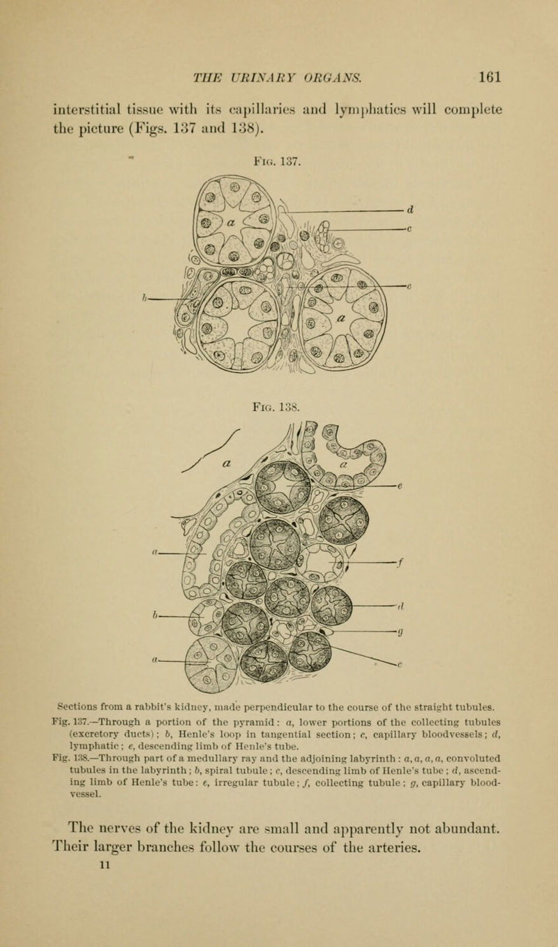interstitial tissue with its ca])illaries ami lynipliaties will complete the picture (Figs. lo7 and I'dH). ¥ui. 137. Fig. 138. Sections from a rabbit's kidney, made perpendicular to the course of the straight tubules. Fig. 137.—Through a portion of the pyramid: a, lower portions of the collecting tubules (excretory dupt.s); b, Henle's loop in tangential section; c, capillary bloodvessels; d, lymphatic ; e, descending limb of Henle's tube. Fig. l.'?8.—Through part of a medullary ray and the adjoining labyrinth : a, a, a, a, convoluted tubules in the labyrinth : b, spiral tubule; c, descending limb of Henle's tube ; d, ascend- ing limb of Henle's tube: e, irregular tubule;/, collecting tubule; <;, capillary blood- vessel. The nerves of the kidney are small and apparently not abundant. Their larger branches follow the courses of the arteries. 11