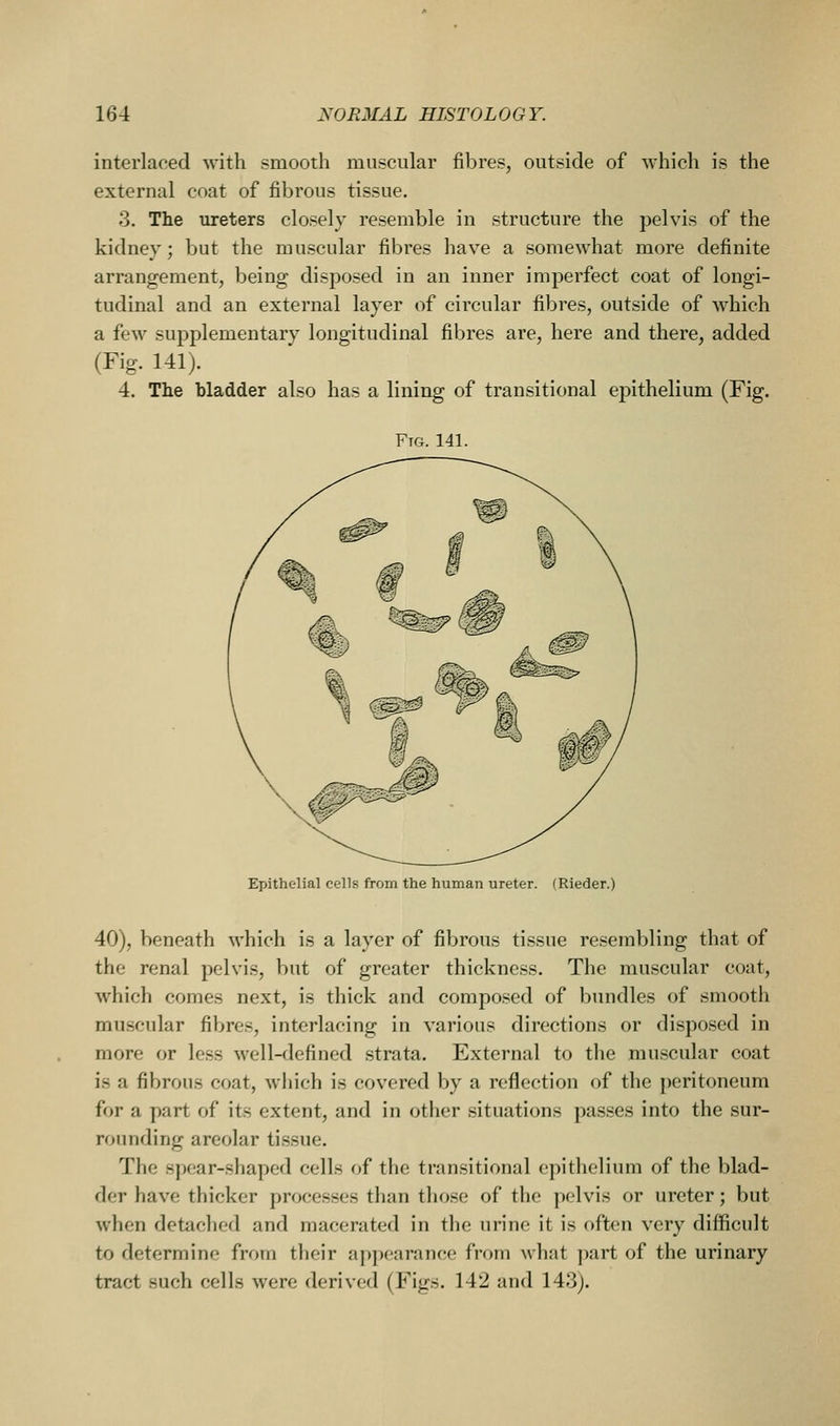 interlaced with smooth muscular fibres, outside of which is the external coat of fibrous tissue. 3. The ureters closely resemble in structure the pelvis of the kidney; but the muscular fibres have a somewhat more definite arrangement, being disposed in an inner imperfect coat of longi- tudinal and an external layer of circular fibres, outside of which a few supplementary longitudinal fibres are, here and there, added (Fig. 141). 4. The bladder also has a lining of transitional ejtithelium (Fig. Fig. 141. Epithelial cells from the human ureter. (Rieder.) 40), beneath which is a layer of fil:)rous tissue resembling that of the renal pelvis, but of greater thickness. The muscular coat, which comes next, is thick and composed of bundles of smooth muscular fibres, interlacing in various directions or disposed in more or less well-defined strata. External to the muscular coat is a fibrous coat, wiiich is covered by a reflection of the peritoneum for a part of its extent, and in other situations passes into the sur- rounding areolar tissue. The spear-shaped cells of the transitional epithelium of the blad- der have thicker processes than tliose of the pelvis or ureter; but when detached and macerated in the urine it is often very difficult to determine from their appearance from what part of the urinary tract such cells were derived (Figs. 142 and 143).