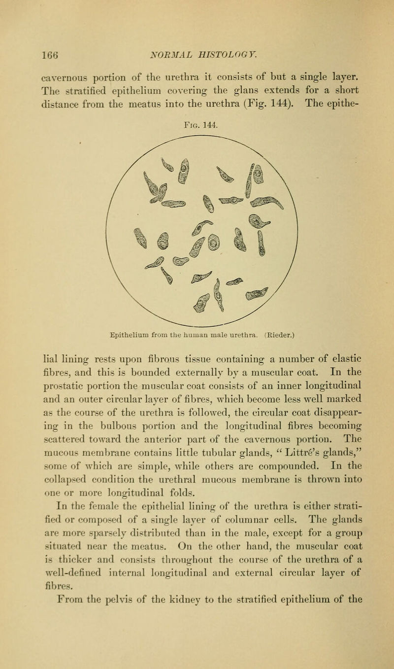 cavernous portion of the urethra it consists of but a single layer. The stratified epithelium covering the glans extends for a short distance from the meatus into the urethra (Fig. 144). The epithe- FiG. 144. Epithelium from the human male urethra. fRieder.) lial lining rests upon fibrous tissue containing a number of elastic fibres, and this is bounded externally by a muscular coat. In the prostatic portion the muscular coat consists of an inner longitudinal and an outer circular layer of fibres, which become less well marked as the cour.se of the urethra is followed, the circular coat disappear- ing in the bulbous portion and the longitudinal fibres becoming scattered toward the anterior part of the cavernous portion. The mucous membrane contains little tubular glands, Littr^'s glands, some of which are simple, while others are compounded. In the collap.sed condition the urethral mucous membrane is thrown into one or more longitudinal folds. In the female the epithelial lining of the urethra is either strati- fied or compo.'^ed of a single layer of columnar cells. The glands are more sparsely distributed than in the male, except for a group situated near the meatus. On the other hand, the muscular coat is thicker and consists throughout the course of the urethra of a well-defined internal longitudinal and external circular layer of fibres. From the pelvis of the kidney to the stratified epithelium of the