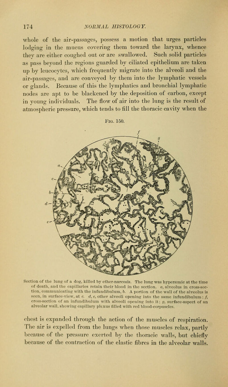 whole of the air-passages, possess a motion that urges particles lodging in the mucus covering them toward the larynx, whence they are either coughed out or are swallowed. Such solid particles as pass beyond the regions guarded by ciliated epithelium are taken up by leucocytes, which frequently migrate into the alveoli and the air-passages, and are conveyed by them into the lymphatic vessels or glands. Because of this the lymphatics and bronchial lymphatic nodes are apt to be blackened by the deposition of carbon, except in young individuals. The flow of air into the lung is the result of atmospheric pressure, which tends to fill the thoracic cavity when the Fig. 150. Section of the lun^ of a dog, killed by ether-narcosis. The lung was hyperfcmie at the time of death, and the capillaries retain their blood in the section, a, alveolus in cross-sec- tion, communicating with the infundibulum, b. A portion of the wall of the alveolus is seen, in surface-view, at c. d, e, other alveoli opening into the same infundibulum ; /, cross-section of an infundibulum with alveoli opening into it; rj, surface-aspect of an alveolar wall, showing capillary plexus filled with red blood-corpuscles. chest is expanded througli the action of the muscles of respiration. The air is expelled from the lungs when those muscles relax, partly because of the pressure exerted by th(> thoracic walls, but chiefly because of the contraction of the elastic fibres in the alveolar walls.
