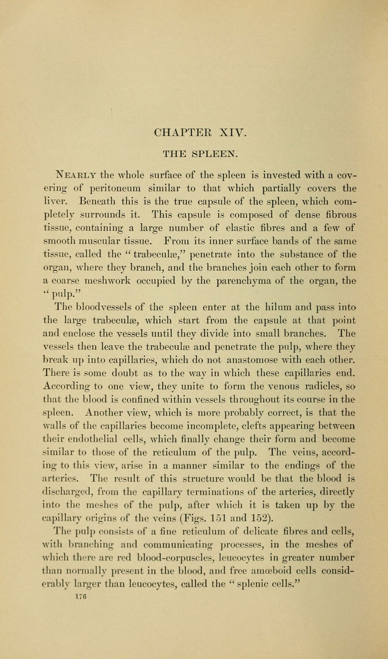 CHAPTER XIV. THE SPLEEN. Nearly the whole surface of the spleen is invested with a cov- ering of peritoneum similar to that which partially covers the liver. Beneath this is the true capsule of the spleen, which com- pletely surrounds it. This capsule is composed of dense fibrous tissue, containing a large number of elastic fibres and a few of smooth muscular tissue. From its inner surface bands of the same tissue, called the  trabeculse, penetrate into the substance of the organ, M^iere they branch, and the branches join each other to form a coarse meshwork occupied by the parenchyma of the organ, the '' pulp. The bloodvessels of the spleen enter at the hilum and pass into the large trabeculse, which start from the capsule at that point and enclose the vessels until they divide into small branches. The vessels then leave the trabeculse and penetrate the pulp, where they break up into capillaries, which do not anastomose with each other. There is some doubt as to the way in which these capillaries end. According to one view, they unite to form the venous radicles, so that the blood is confined within vessels throughout its course in the spleen. Another view, which is more probably correct, is that the walls of the capillaries become incomplete, clefts appearing between tlieir endothelial cells, which finally change their form and become similar to those of the reticulum of the pulp. The veins, accord- ing to this view, arise in a manner similar to the endings of the arteries. The result of this structure would be that the blood is discharged, from the capillary terminations of the arteries, directly into tlie meshes of the pulp, after which it is taken up by the capillary origins of the veins (Figs. 151 and 152). The pulp consists of a fine reticulum of delicate fibres and cells, with branching and communicating ])rocesses, in the meshes of wliich there are red blood-corpuscles, leucocytes in greater number than nonually present in the blood, and free amoeboid cells consid- eral)ly larger than leucocytes, called the  splenic cells.