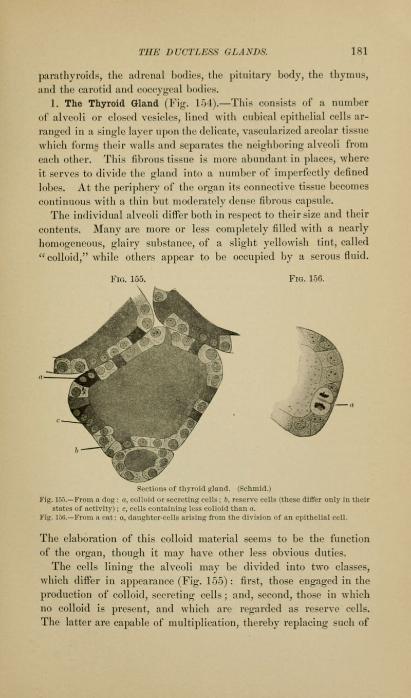 parathyroids, the adrenal bodies, the pituitary body, the thymus, and the carotid and coccygeal bodies. 1. The Thyroid Gland (Fi^;. 154).—This consists of a number of alveoli or closed vesicles, lined with cubical epithelial cells ar- ranged in a single layer upon the delicate, vascularized areolar tissue which forms their walls and separates the neighboring alveoli from each other. This fibrous tissue is more abundant in places, where it serves to divide the gland into a number of imperfectly defined lobes. At the periphery of the organ its connective tissue becomes continuous with a thin but moderately dense fibrous capsule. The individual alveoli differ both in respect to their size and their contents. Many are more or less completely filled with a nearly homogeneous, glairy substance, of a slight yellowish tint, called colloid, while others appear to be occupied by a serous fluid. Fig. 155. Fig. 156. Sections of thyroid gland. (Schmid.) Fig. 155.—From a dog: a, colloid or secreting cells; b, reserve cells (these differ only in their states of activity); c, cells containing less colloid than a. Fig. 156.—From a cat: o, daughter-cells arising from the division of an epithelial cell. The elaboration of this colloid material seems to be the function of the organ, though it may have other less obvious duties. The cells lining the alveoli may be divided into two classes, which differ in appearance (Fig. 155): first, those engaged in the production of colloid, secreting cells; and, second, those in which no colloid is present, and which are regarded as reserve cells. The latter are capable of multiplication, thereby replacing such of