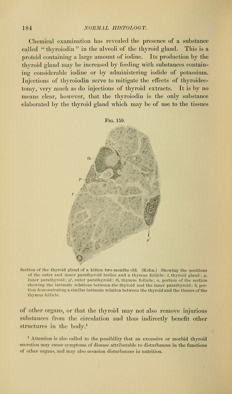 Chemical examination has revealed the presence of a substance called  thyroiodin  in the alveoli of the thyroid gland. This is a proteid containing a large amount of iodine. Its production by the thyroid gland may be increased by feeding with substances contain- ing considerable iodine or by administering iodide of potassium. Injections of thyroiodin serve to mitigate the effects of thyroidec- tomy, very much as do injections of thyroid extracts. It is by no means clear, however, that the thyroiodin is the only substance elaborated by the thyroid gland which may be of use to the tissues Fig. 159. 'O, ' Section of the thyroid gland of a kitten two months old. (Kohn.) Showing the positions of the outer and inner ijarathyroid bodies and a thymus follicle: t, thyroid gland; p, inner parathyroid; p', outer paratliyroid; th, thymus follicle; a, portion of the section showing the intimate relations between the thyroid and the inner parathyroid; b, por- tion demonstrating a similar intimate relation between the thyroid and the tissues of the thymus follicle. of other organs, or that the thyroid may not also remove injurious substances from the circulation and thus indirectly benefit other structures in the body.' ' Attention is also called to the possibility that an exce.ssive or morbid thyroid secretion may cause symptoms of disease attributable to disturbances in the functions of other organs, and may also occasion distur])ances in nutrition.
