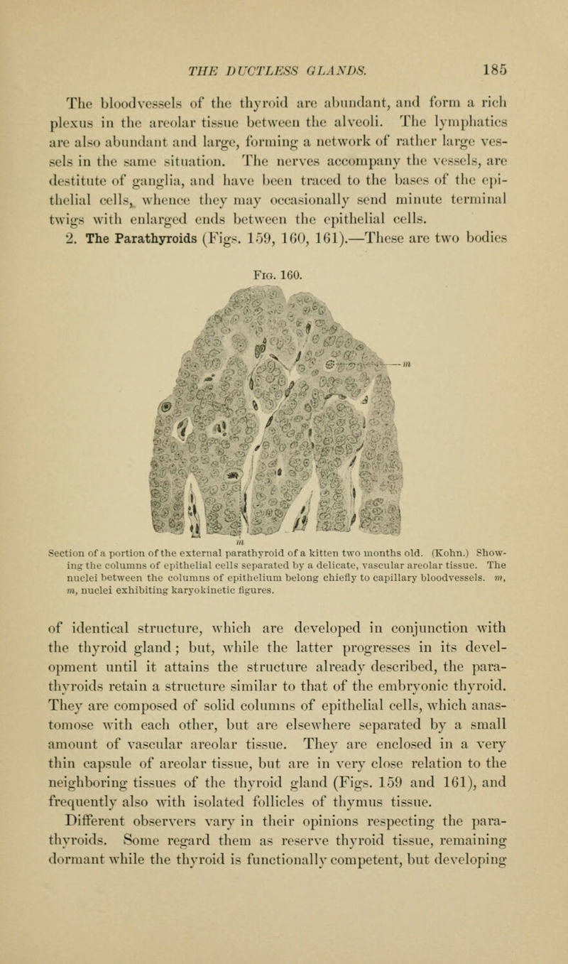 Tlu' bloodvessels of the thyroid arc; ahuiidant, and form a rich plexus in the areolar tissue between the alveoli. The lyniphaties are als<j abundant and large, fbrniin<j:; a network of rather large ves- sels in the same situation. '\\\v nerves aceonipany the vessels, are destitute of ganglia, and have been traced to the bases of the ej)i- thelial cells^ whence they may occasionally send minute terminal twigs with enlarged ends between the epithelial cells. 2. The Parathyroids (Figs. 159, 160, 161).—These are two bodies Fio. 160. # V ■ •■ o ■'' Section of a portion i^f tlio oxIl ;,.,;; j...i..;;,;,; ...; ..i a k.i,^., ;,... i.iwnths old. (Kohn.) Show- ing the columns of epithelial cells separated by a delicate, vascular areolar tissue. The nuclei between the columns of epithelium belong chiefly to capillary bloodvessels, m, m, nuclei exhibiting karyoljinetic figures. of identical structure, which are developed in conjunction with the thyroid gland; but, while the latter progresses in its devel- opment until it attains the structure already described, the para- thyroids retain a structure similar to that of the embryonic thyroid. They are composed of solid columns of epithelial cells, wdiich anas- tomose with each other, but are elsewhere separated by a small amount of vascular areolar tissue. They are enclosed in a very thin capsule of areolar tissue, but are in very close relation to the neighboring tissues of the thyroid gland (Figs. 159 and 161), and frequently also with isolated follicles of thymus tissue. Different observers vary in their opinions respecting the para- thyroids. Some regard them as reserve thyroid tissue, remaining dormant while the thyroid is functionally competent, but developing