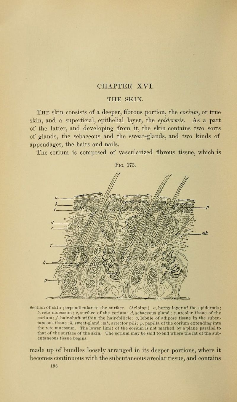 CHAPTER XVI. THE SKIN, The skin consists of a deeper, fibrous portion, the corium, or true skin, and a superficial, epithelial layer, the epidermis. As a part of the latter, and developing from it, the skin contains two sorts of glands, the sebaceous and the sweat-glands, and two kinds of appendages, the hairs and nails. The corium is composed of vascularized fibrous tissue, which is Fig. 173. Section of skin perpendicular to the surface, (.\rloing.) n, horny layer of the epidermis ; b, rete mucosum; c, .surface of the corium ; d, sebaceous pland; c, areolar tissue of the corium;/, hair-shaft within the hair-follicle; g, lobule of adipose tissue in the subcu- taneous tissue; h, sweat-gland ; mh, arrector pili: p, papilla of the corium extending into the rete mucosum. The lower limit of the corium is not marked by a plane parallel to that of the surface of the skin. The corium may be said to end where the fat of the sub- cutaneous tissue begins. made up of bundles loo.sely arranged in its deeper portions, where it becomes continuous with the subcutaneous areolar tissue, and contains